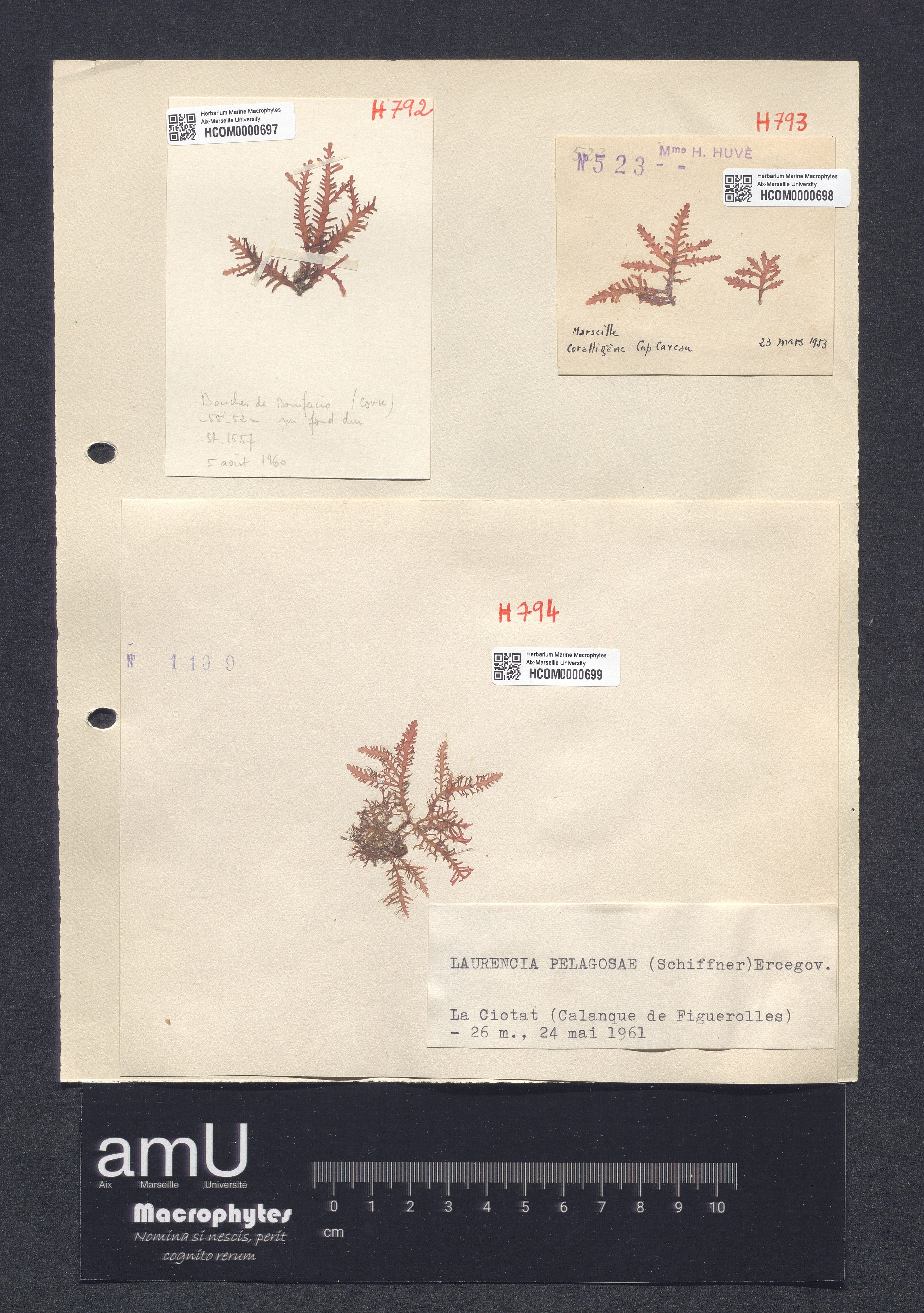 Laurencia pelagosae specimen