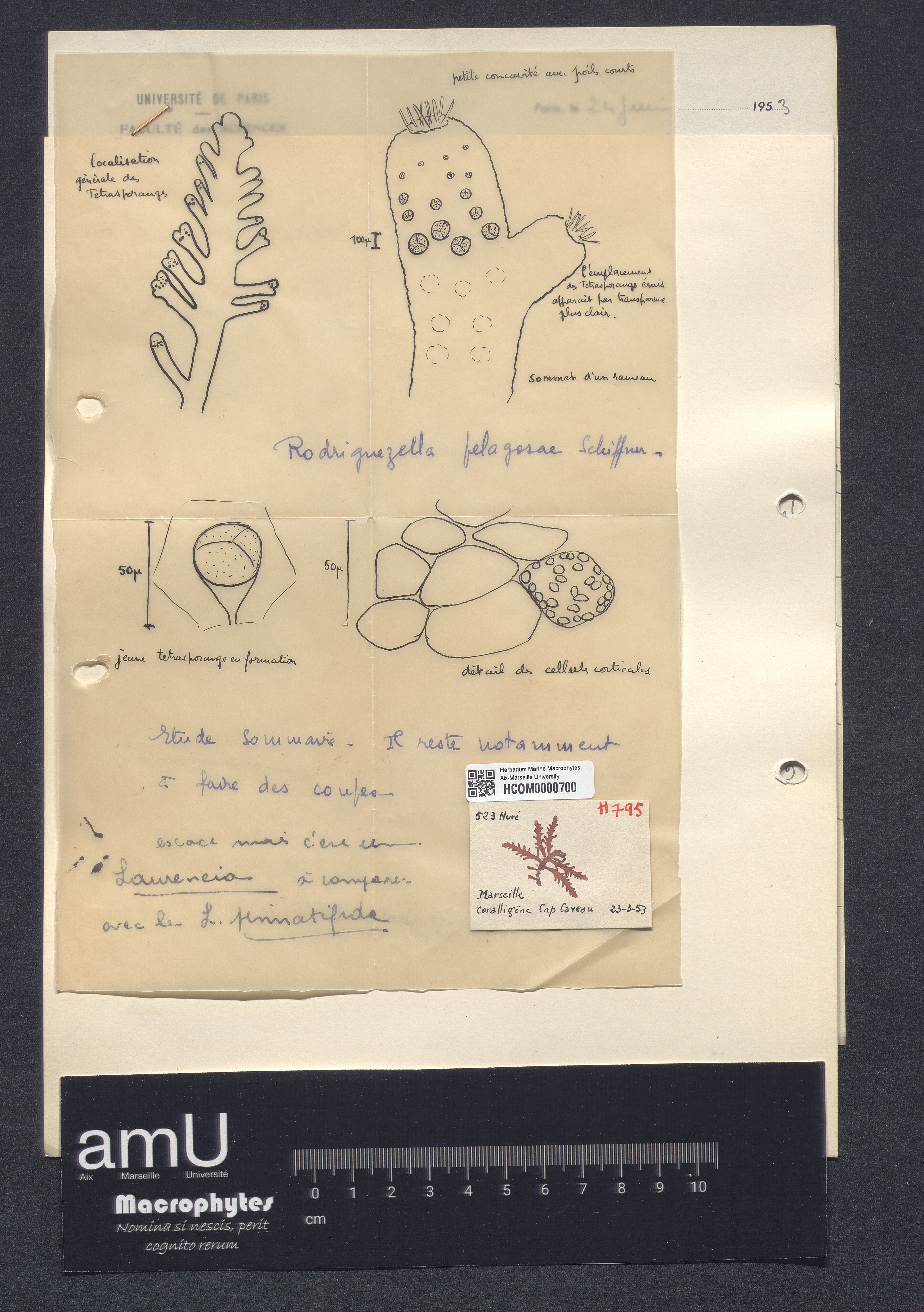 Laurencia pinnatifida specimen
