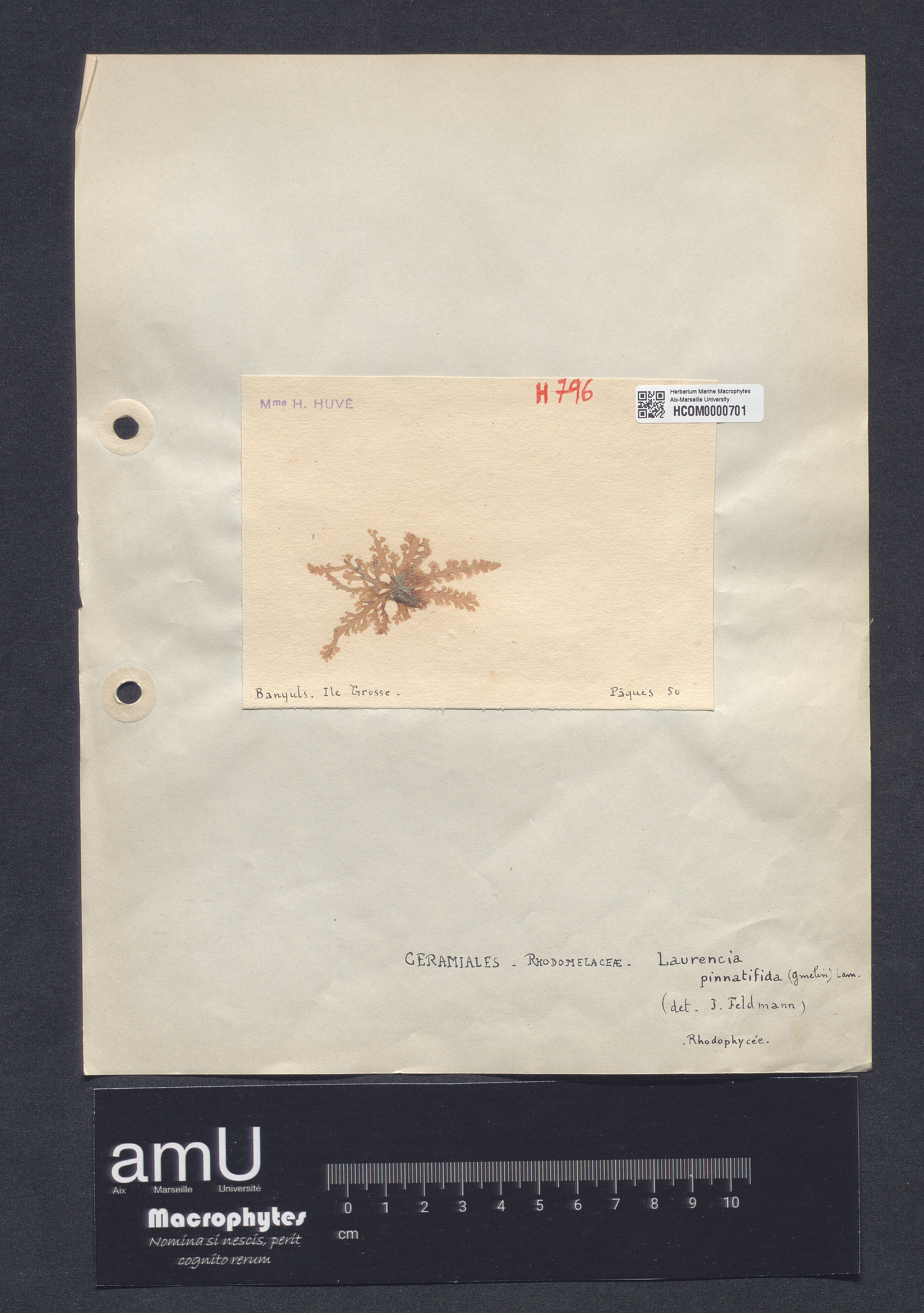 Laurencia pinnatifida specimen