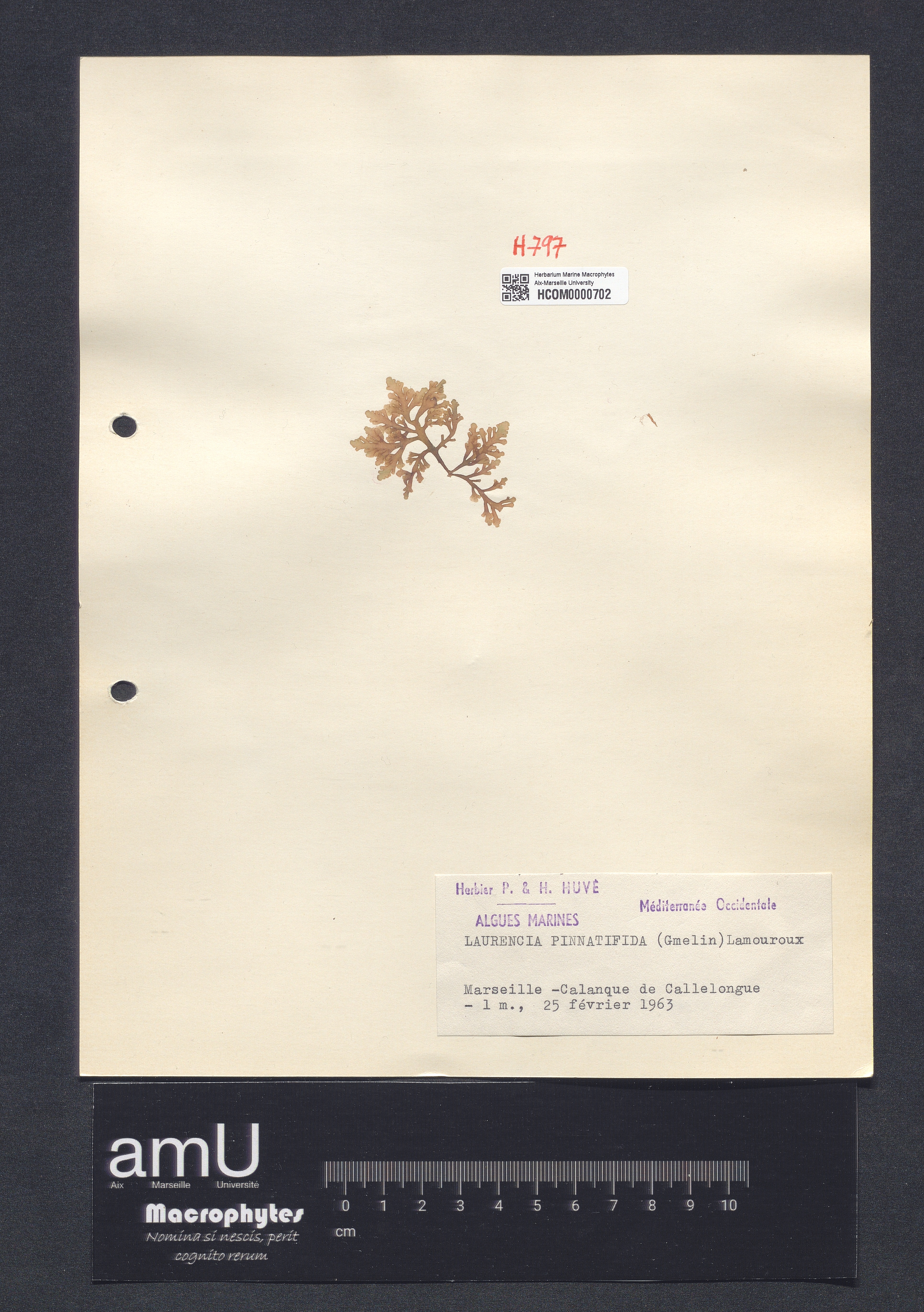 Laurencia pinnatifida specimen
