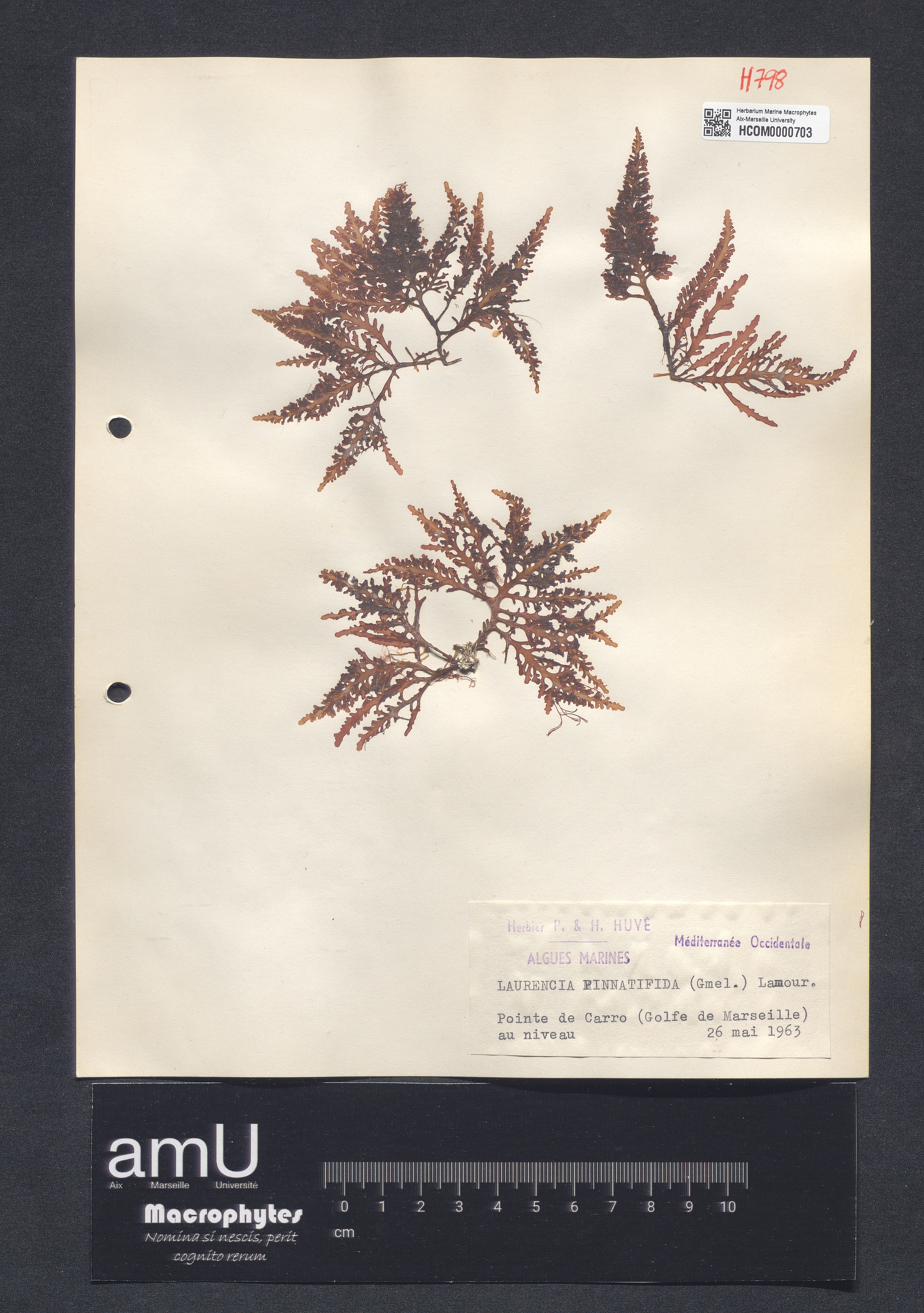 Laurencia pinnatifida specimen