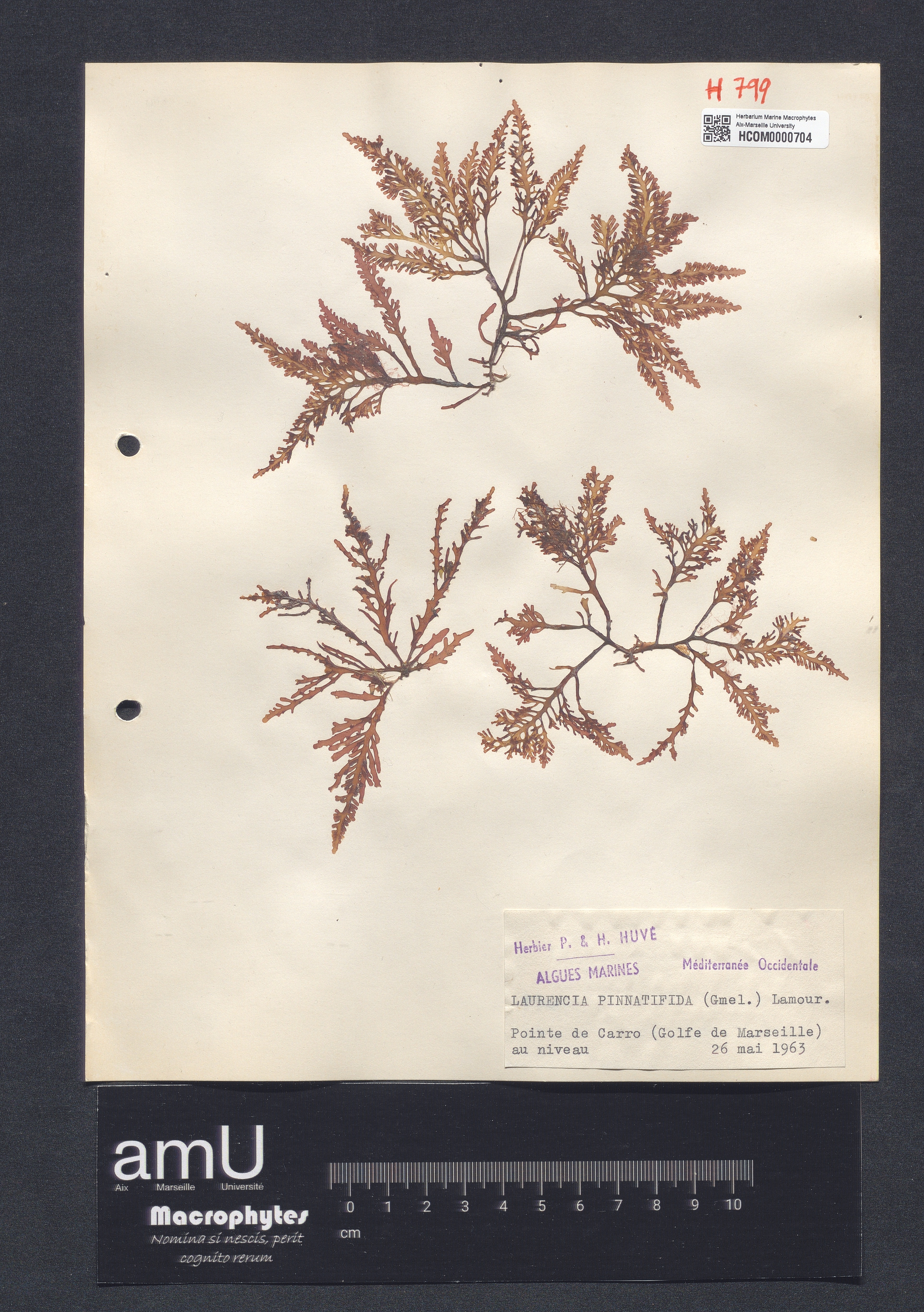 Laurencia pinnatifida specimen