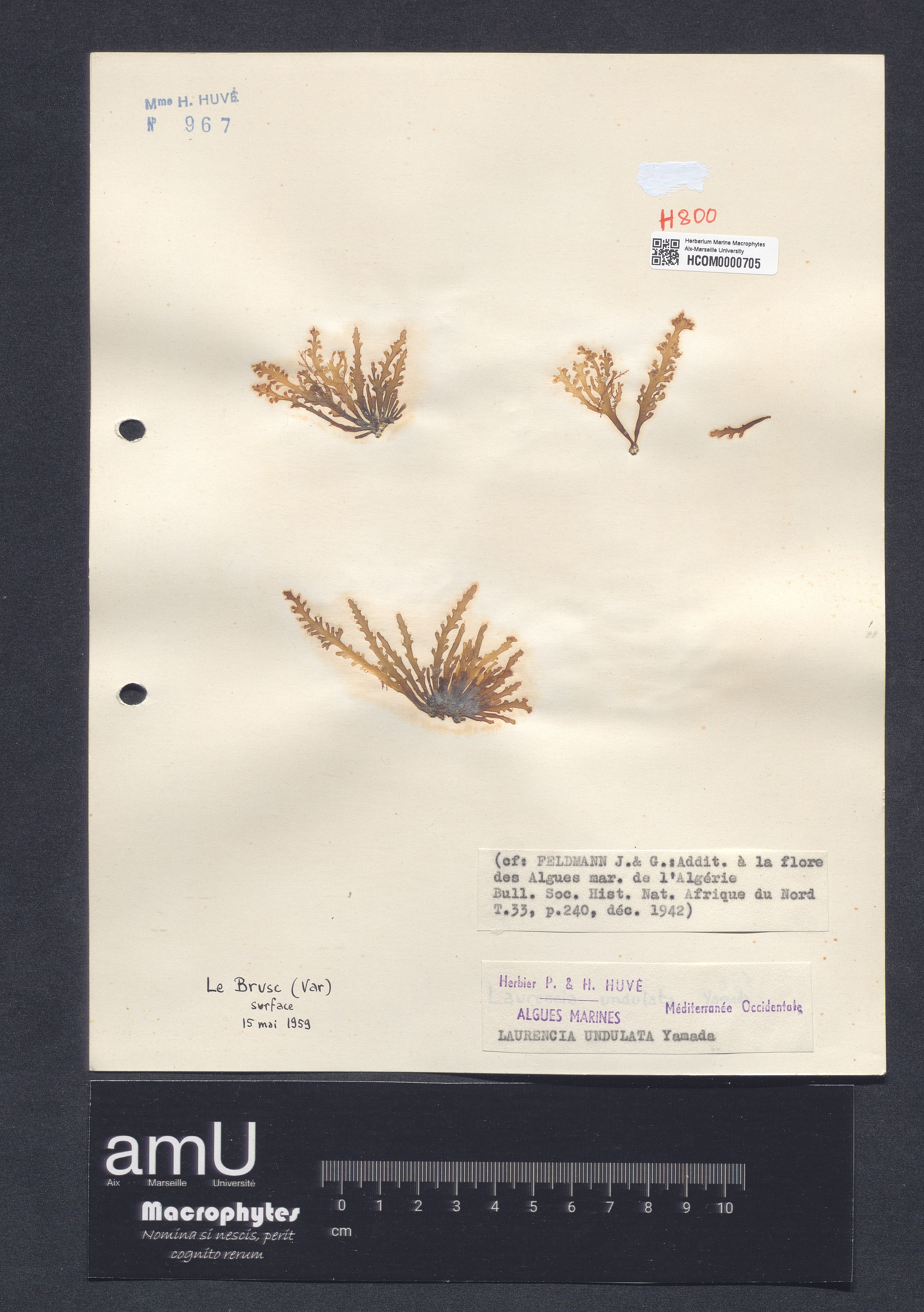 Laurencia undulata specimen
