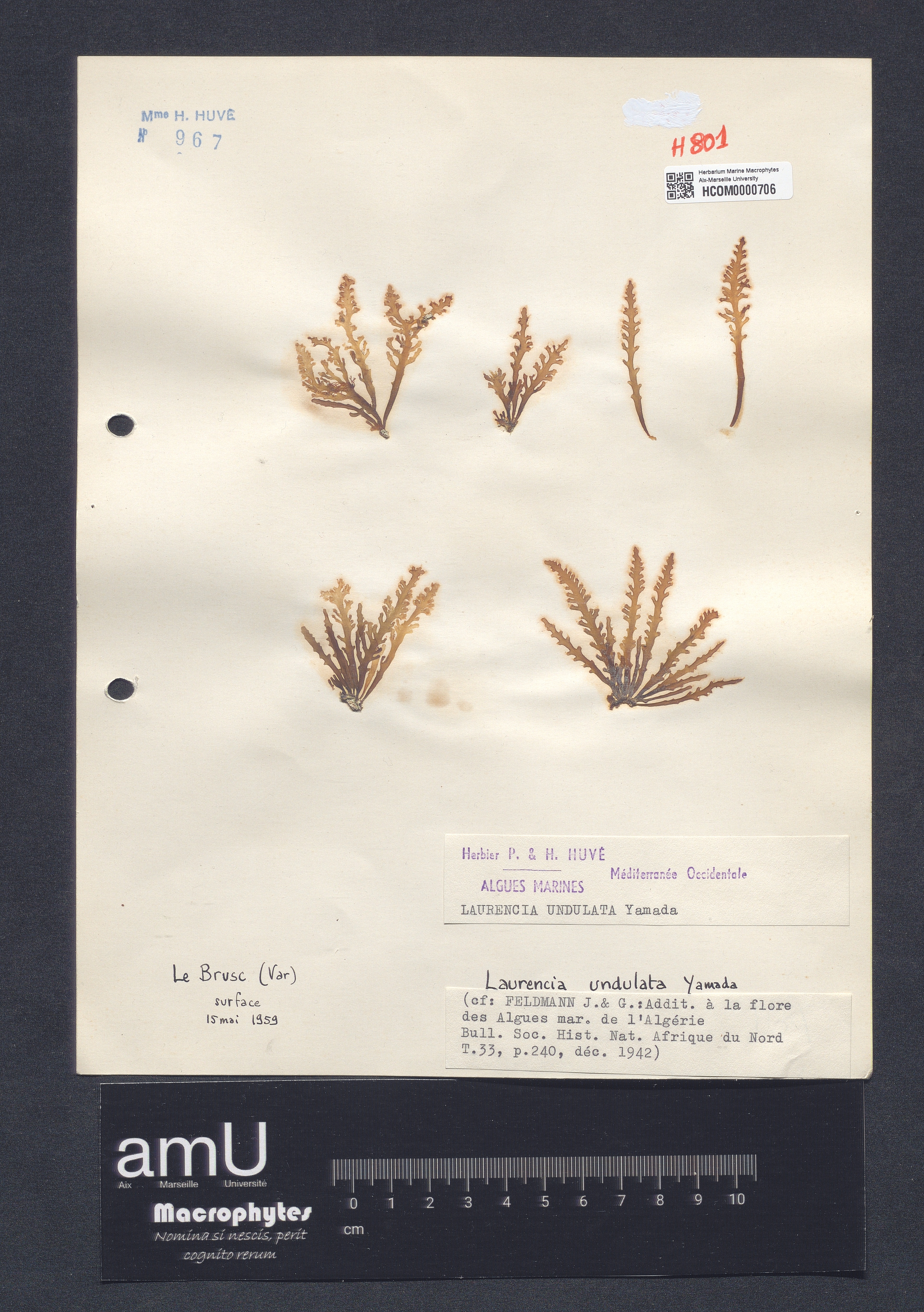 Laurencia undulata specimen