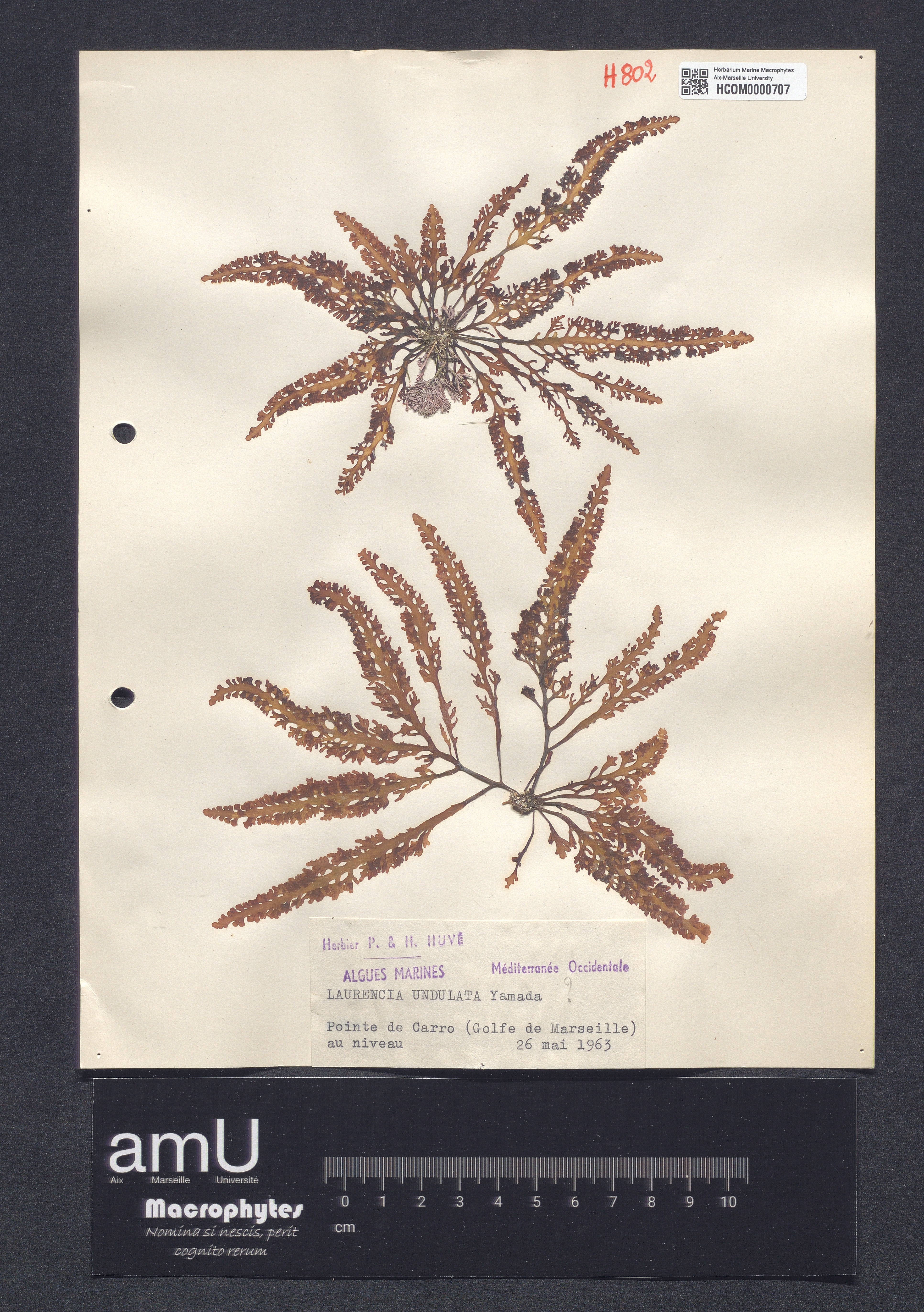 Laurencia undulata specimen