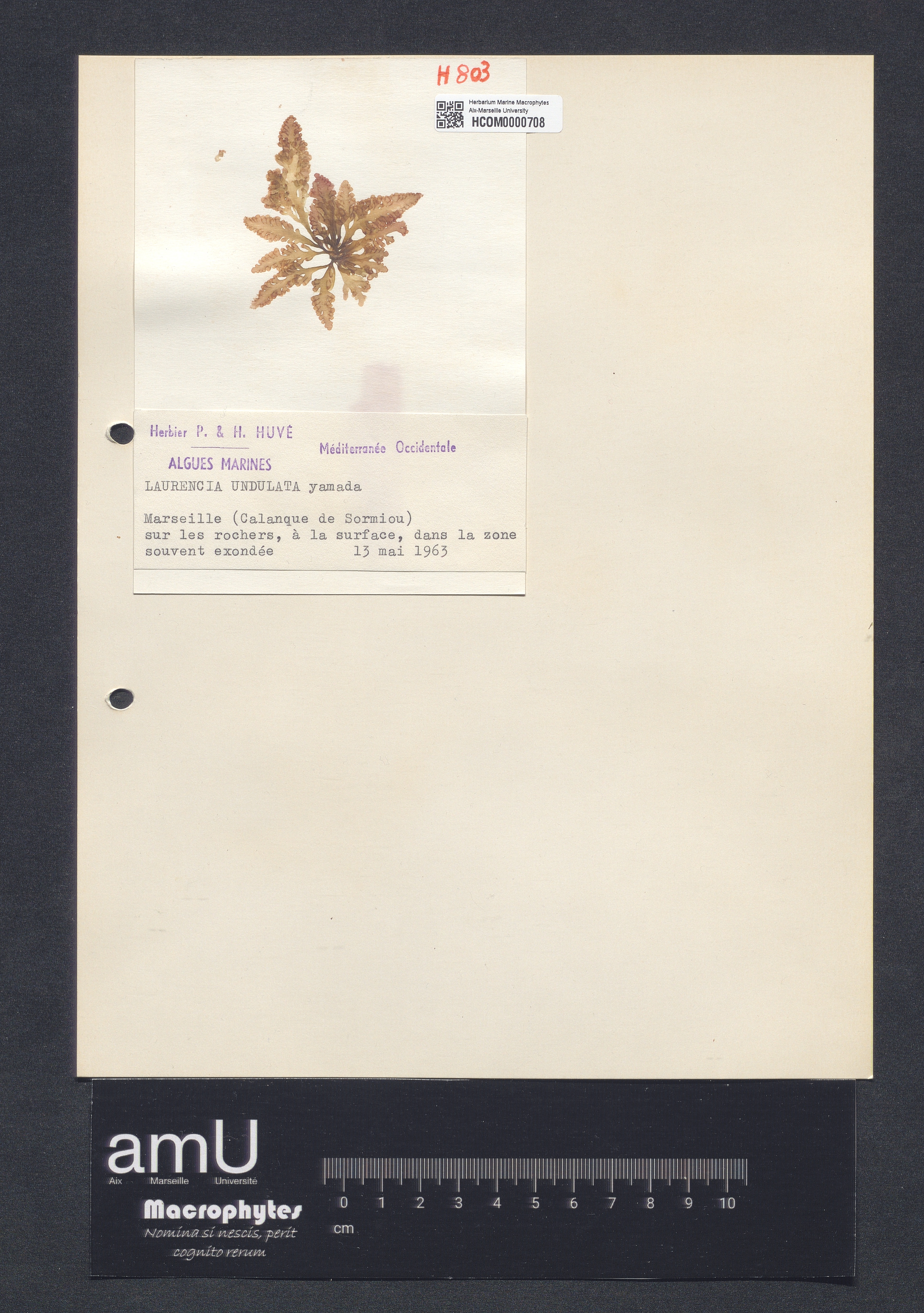 Laurencia undulata specimen