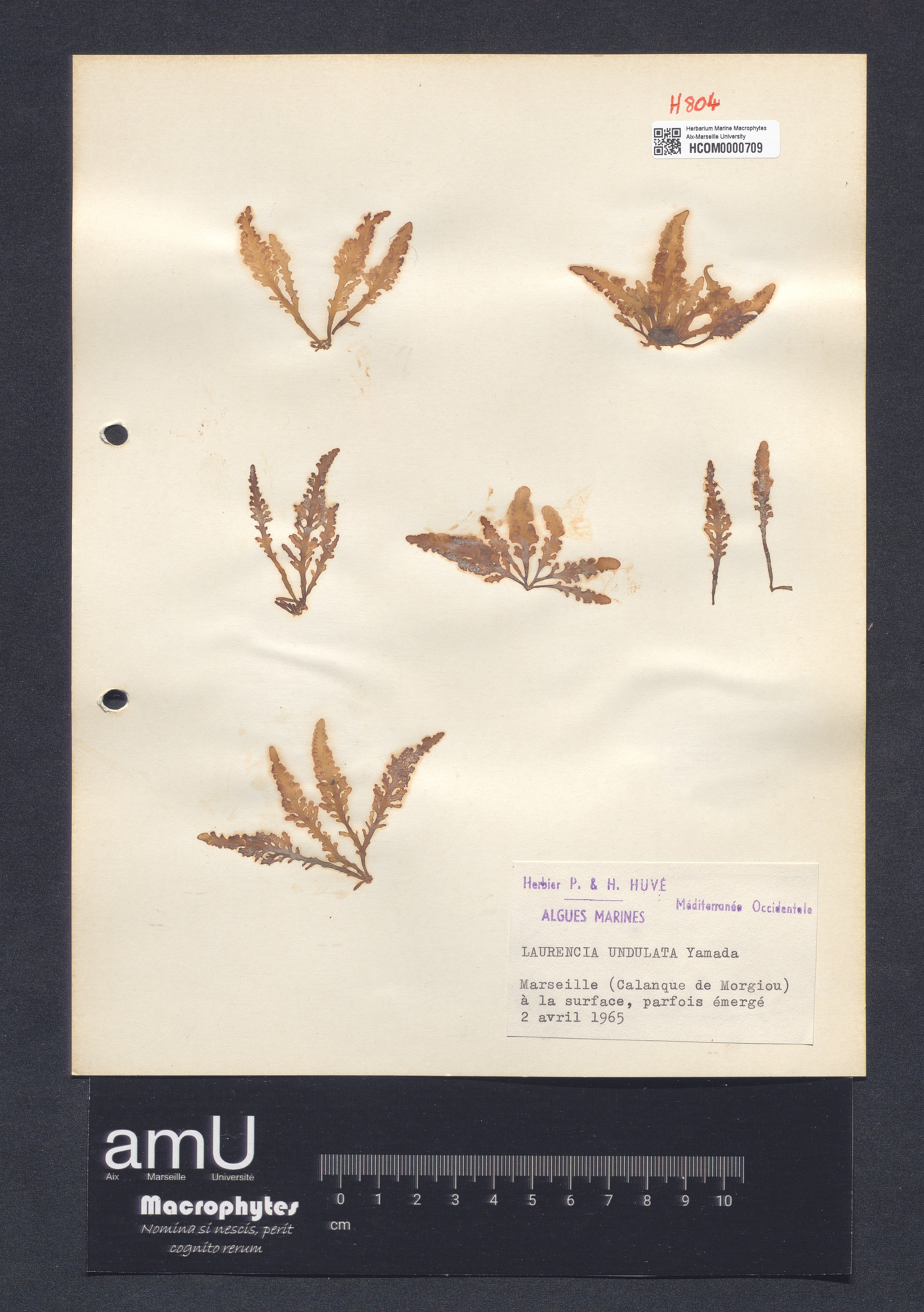 Laurencia undulata specimen