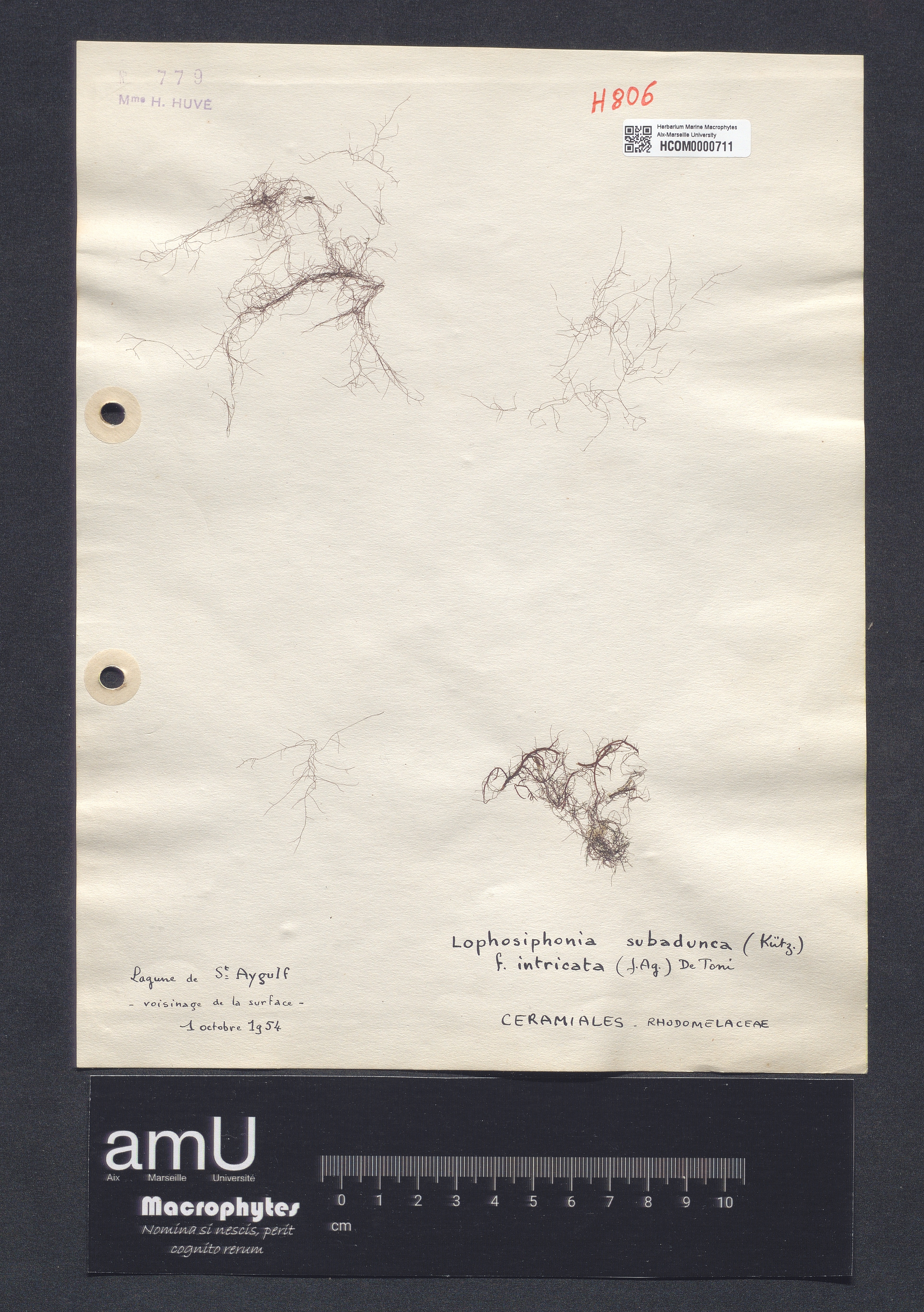 Lophosiphonia subadunca f. intricata specimen