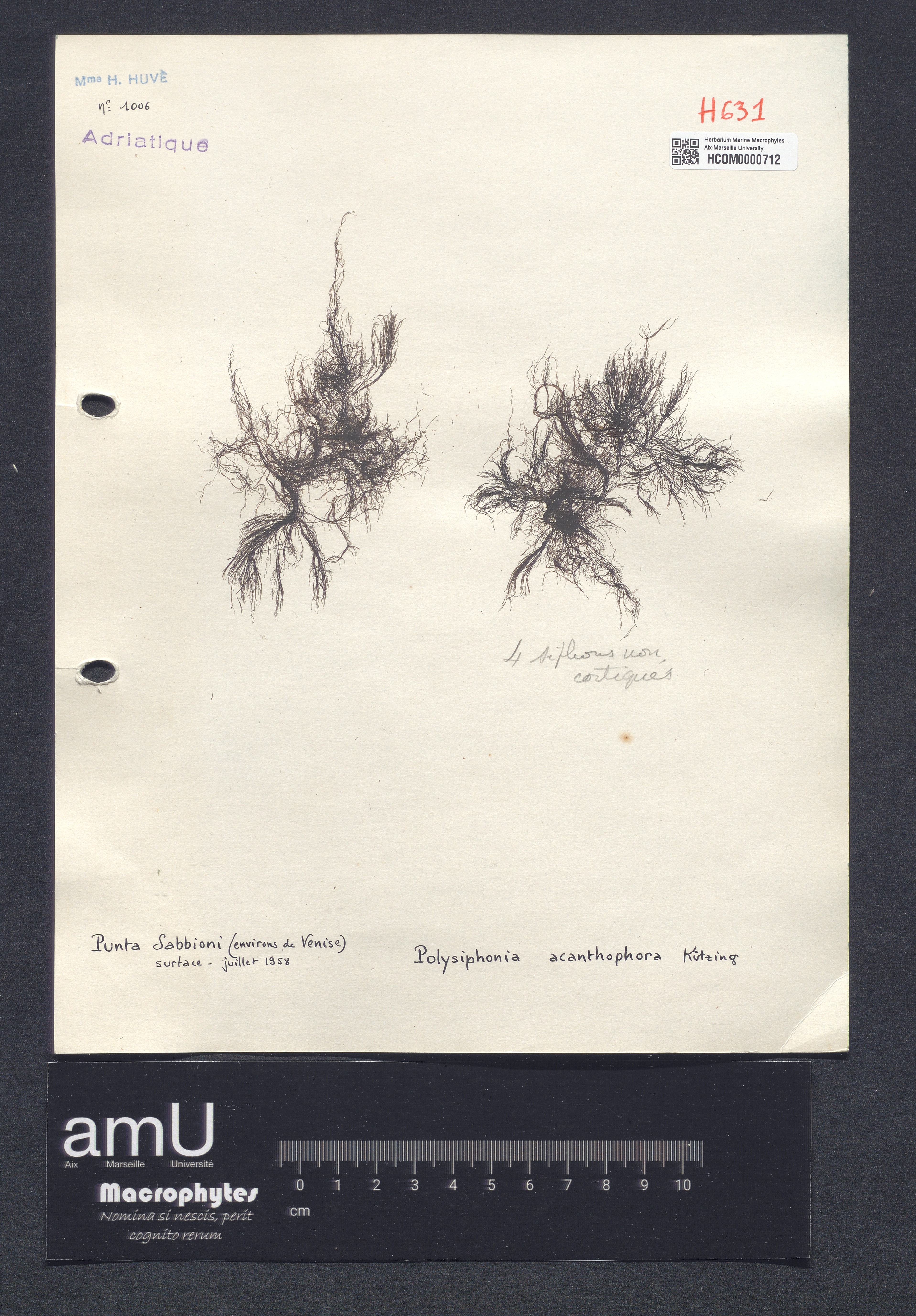 Polysiphonia acanthophora specimen