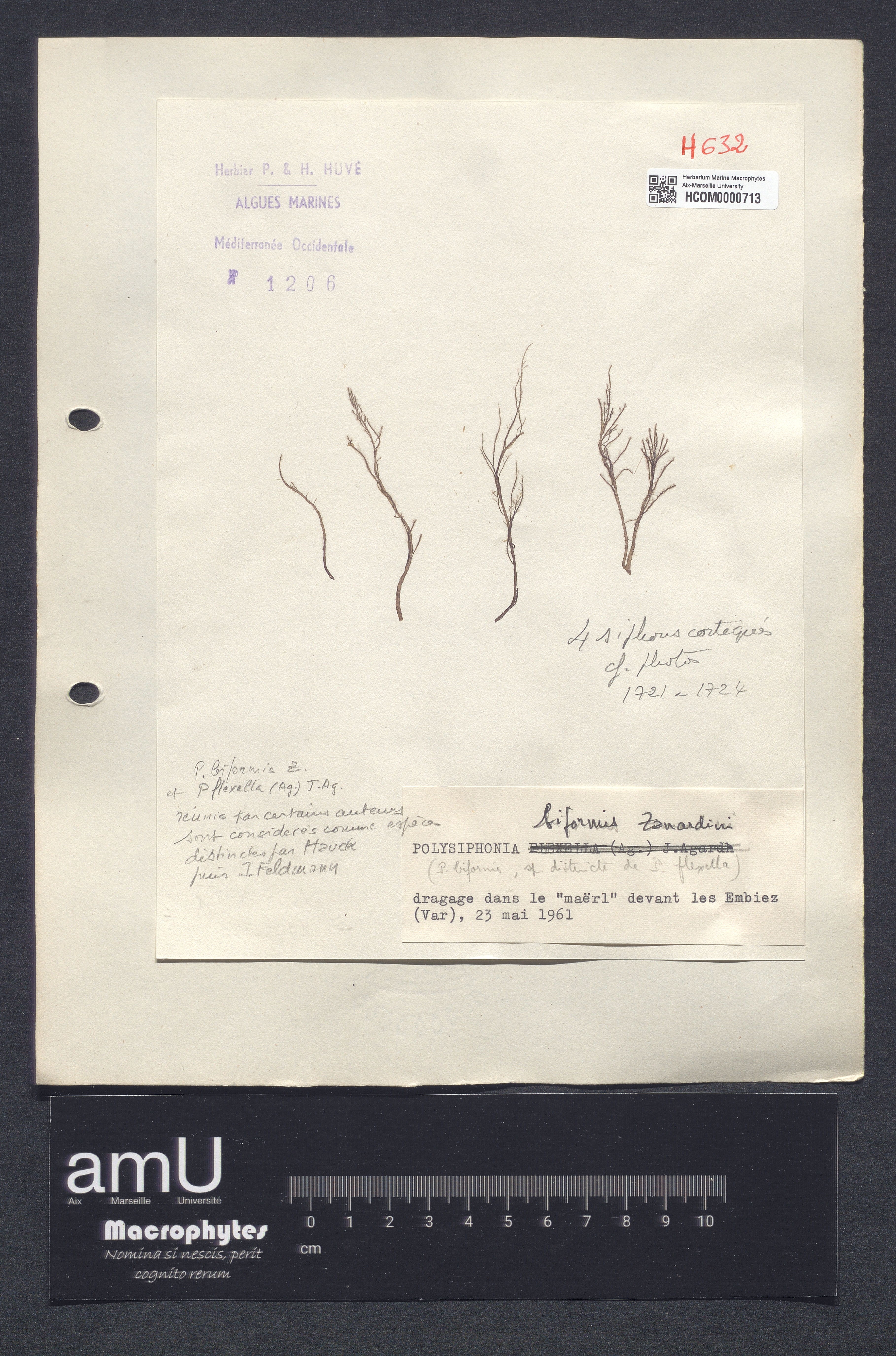Polysiphonia biformis specimen
