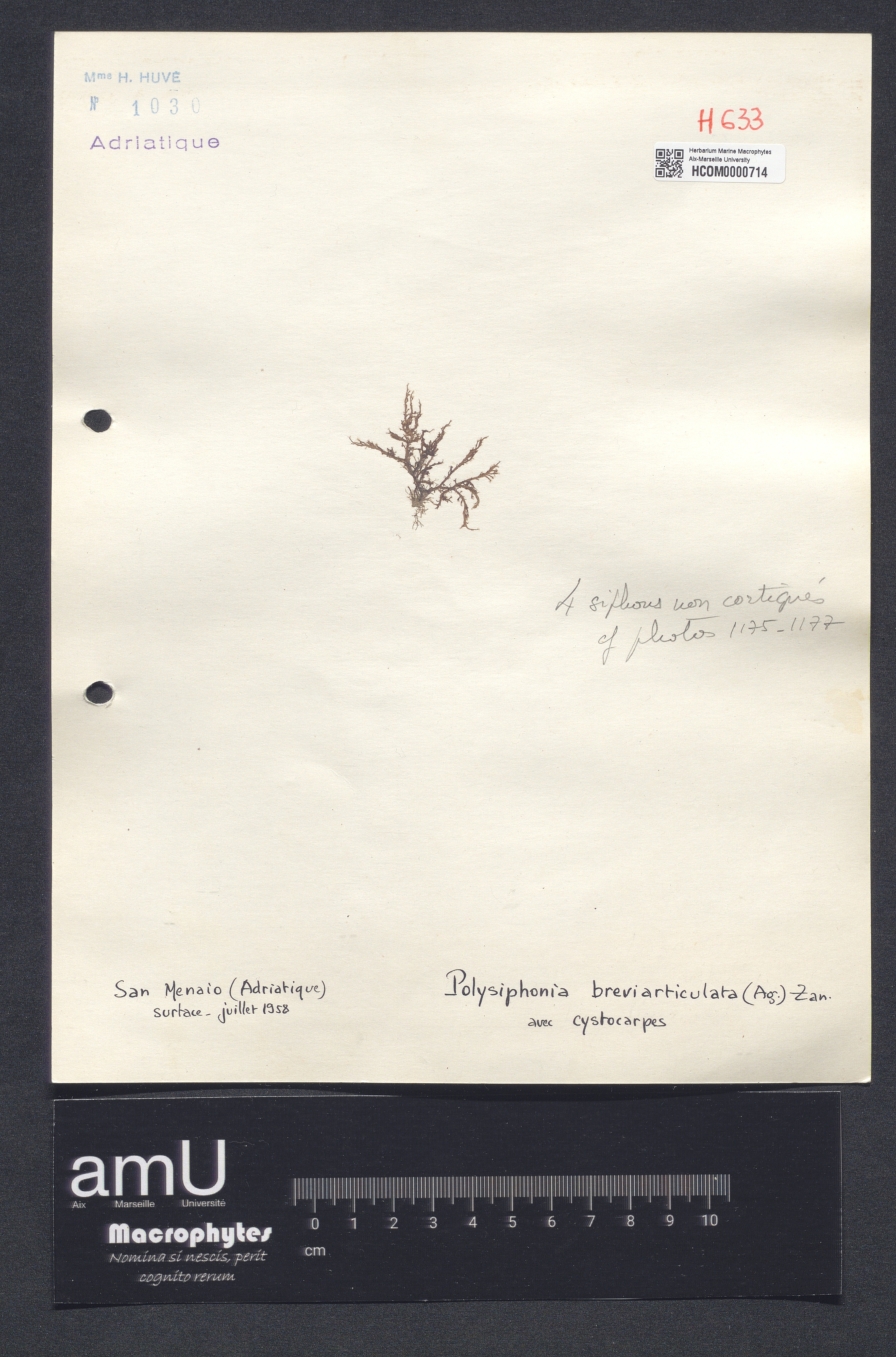 Polysiphonia breviarticulata specimen