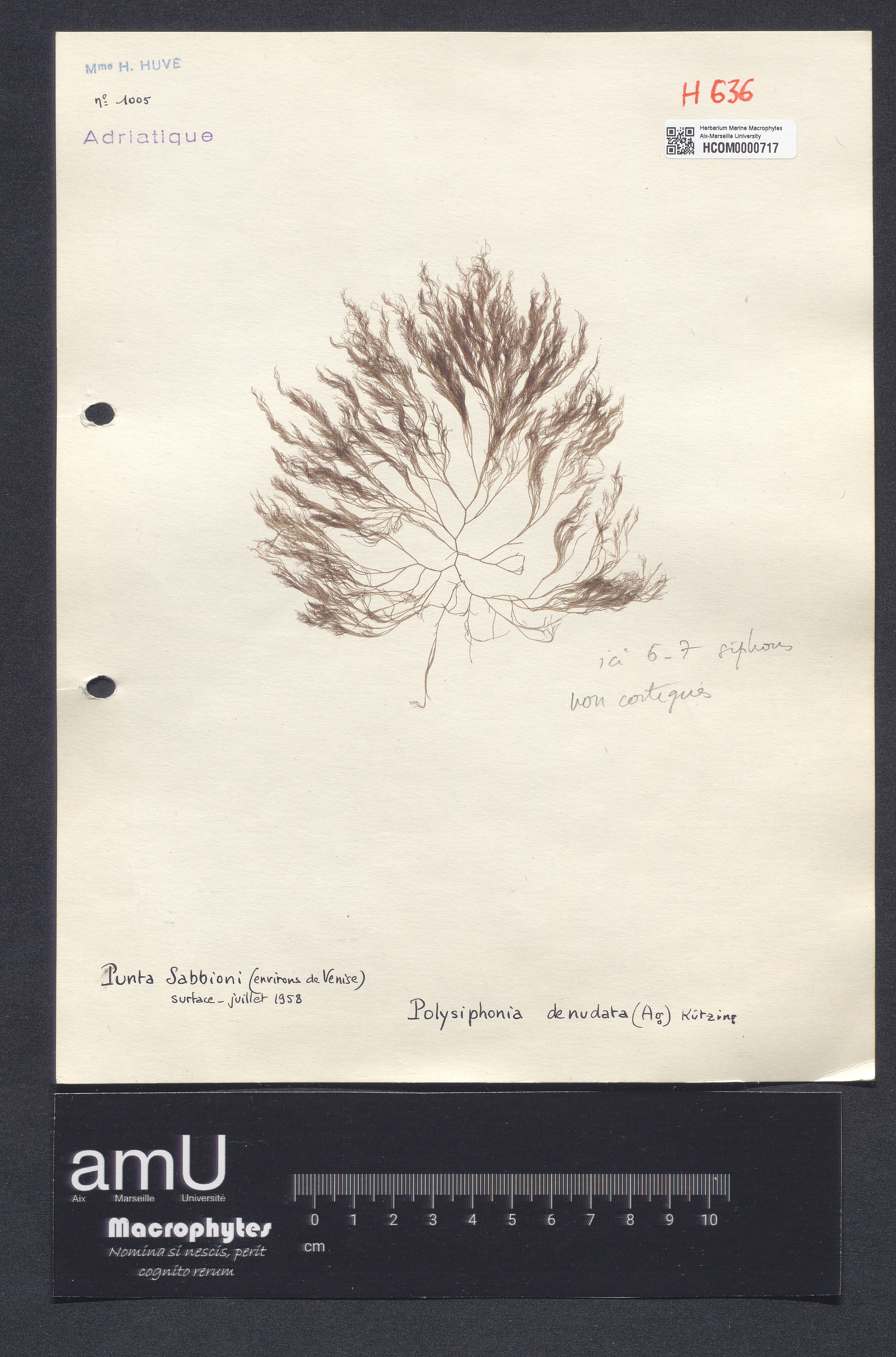 Polysiphonia denudata specimen