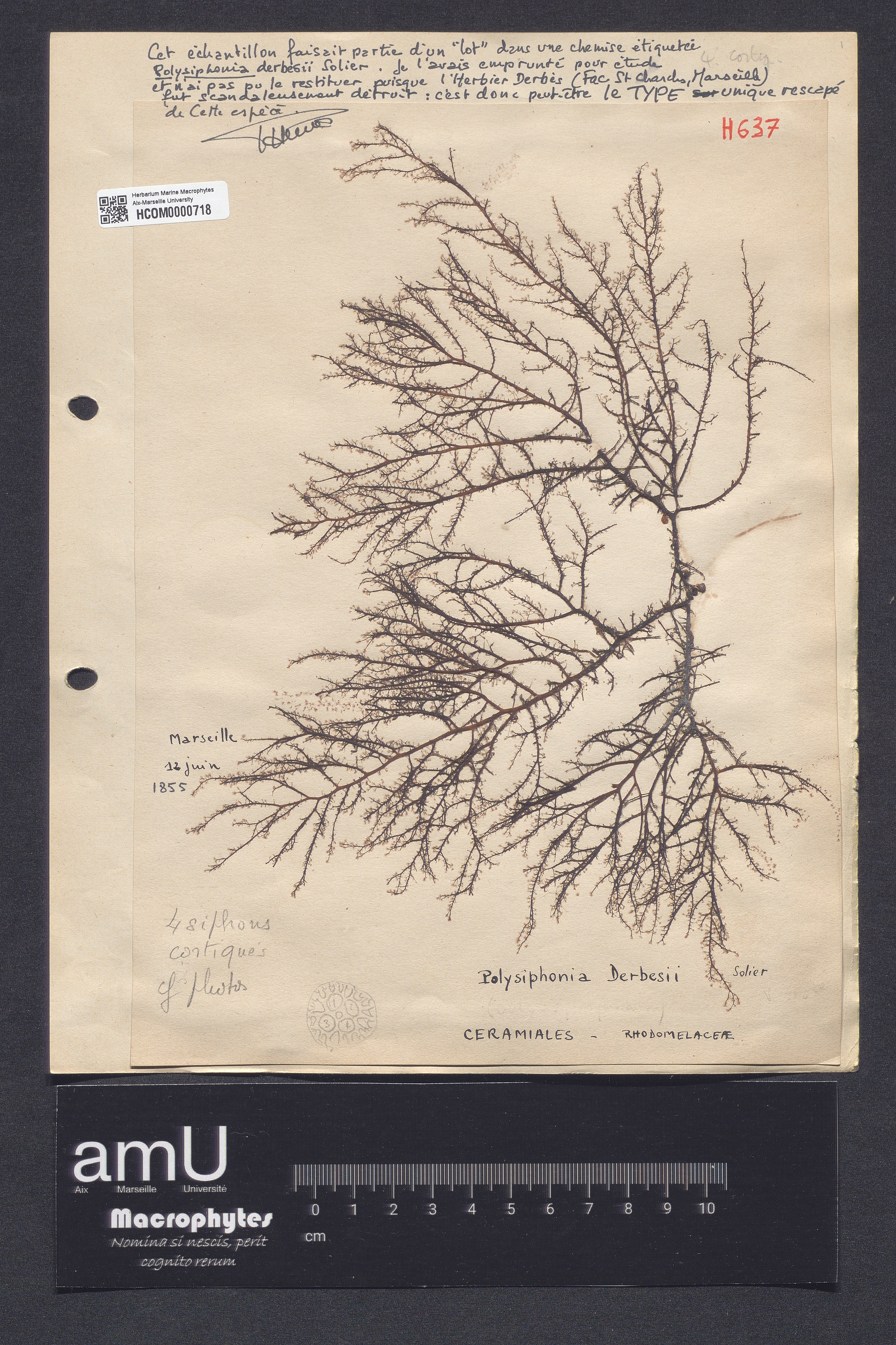 Polysiphonia derbesii specimen