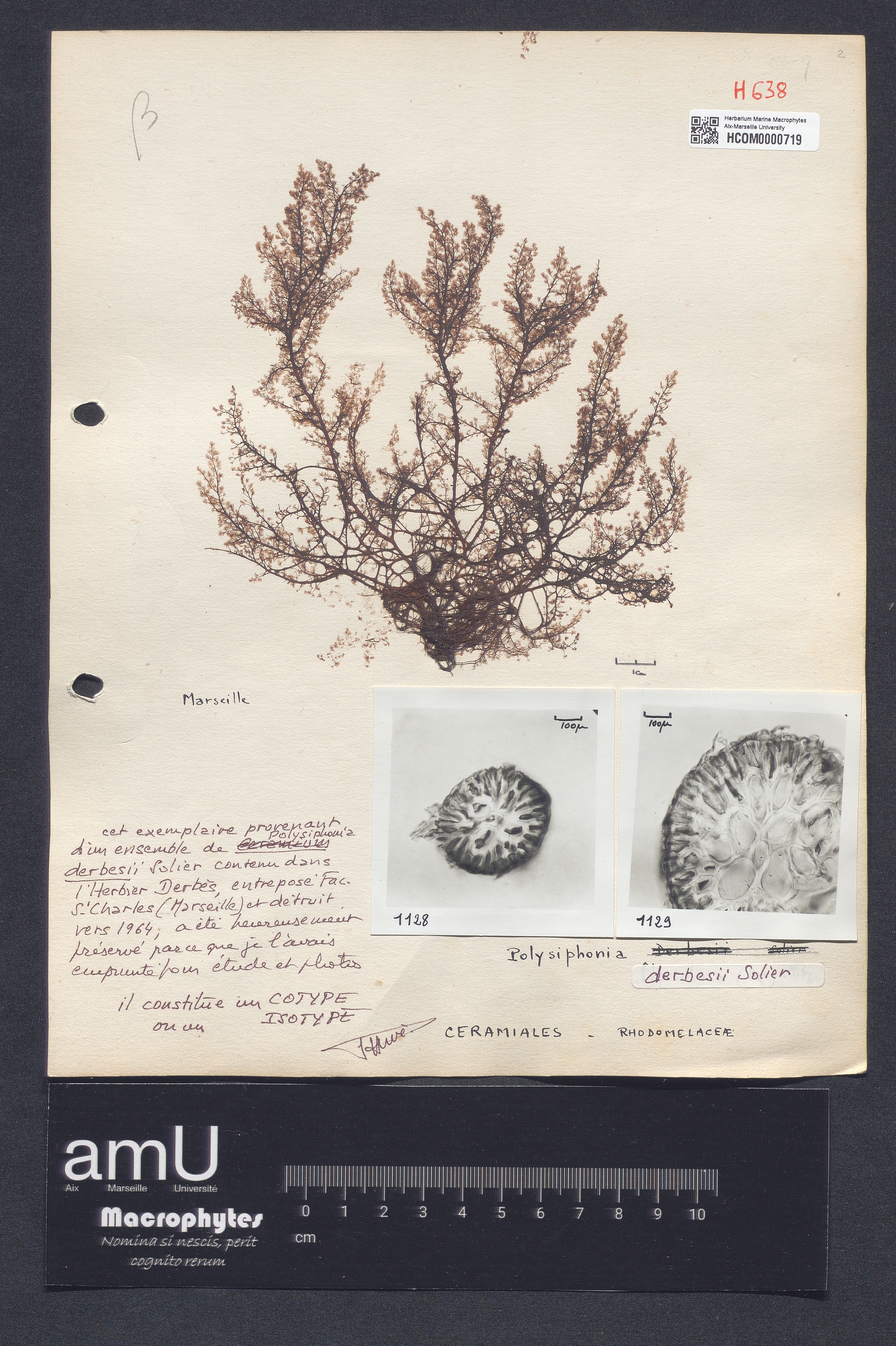 Polysiphonia derbesii specimen