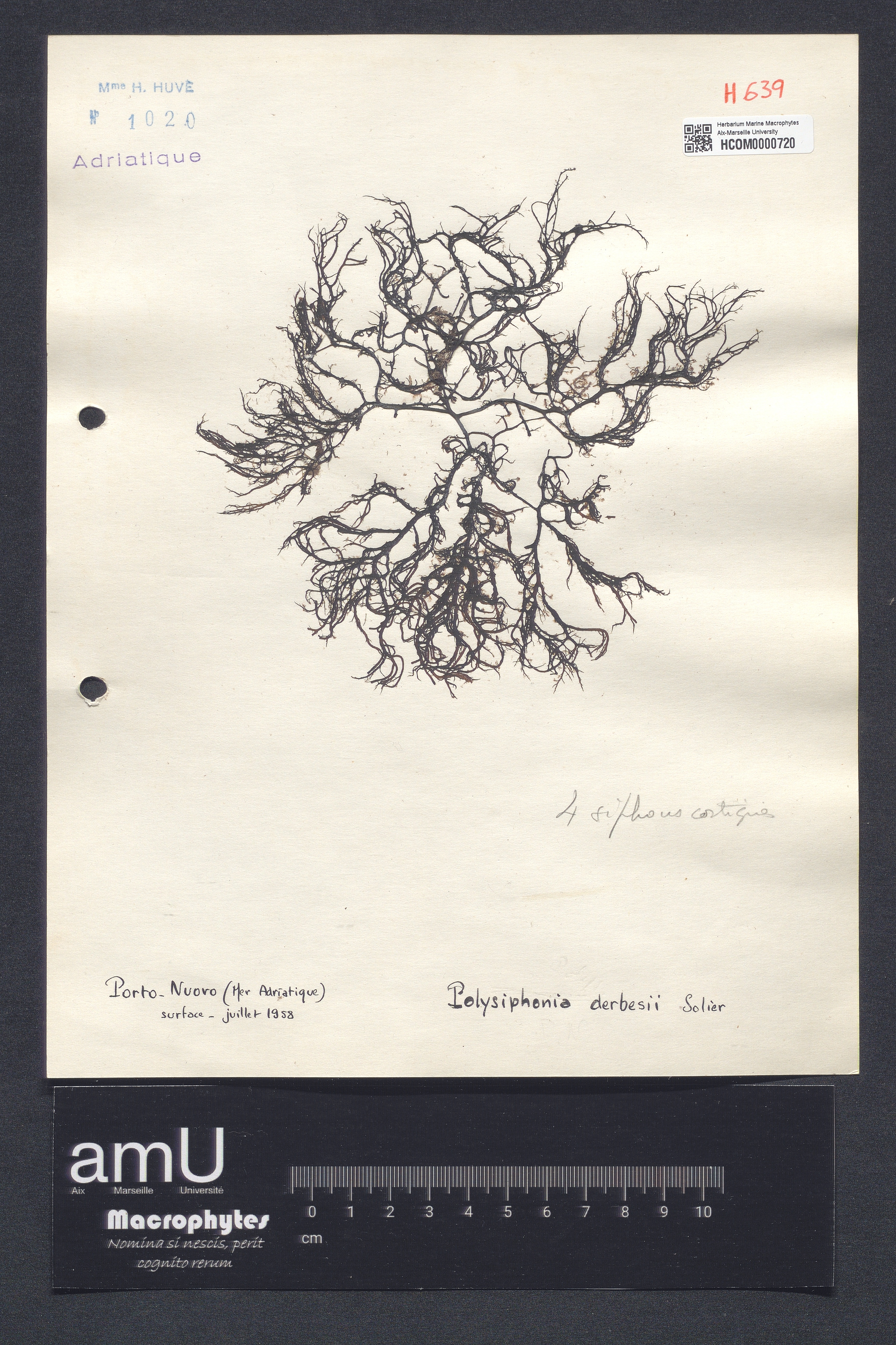 Polysiphonia derbesii specimen