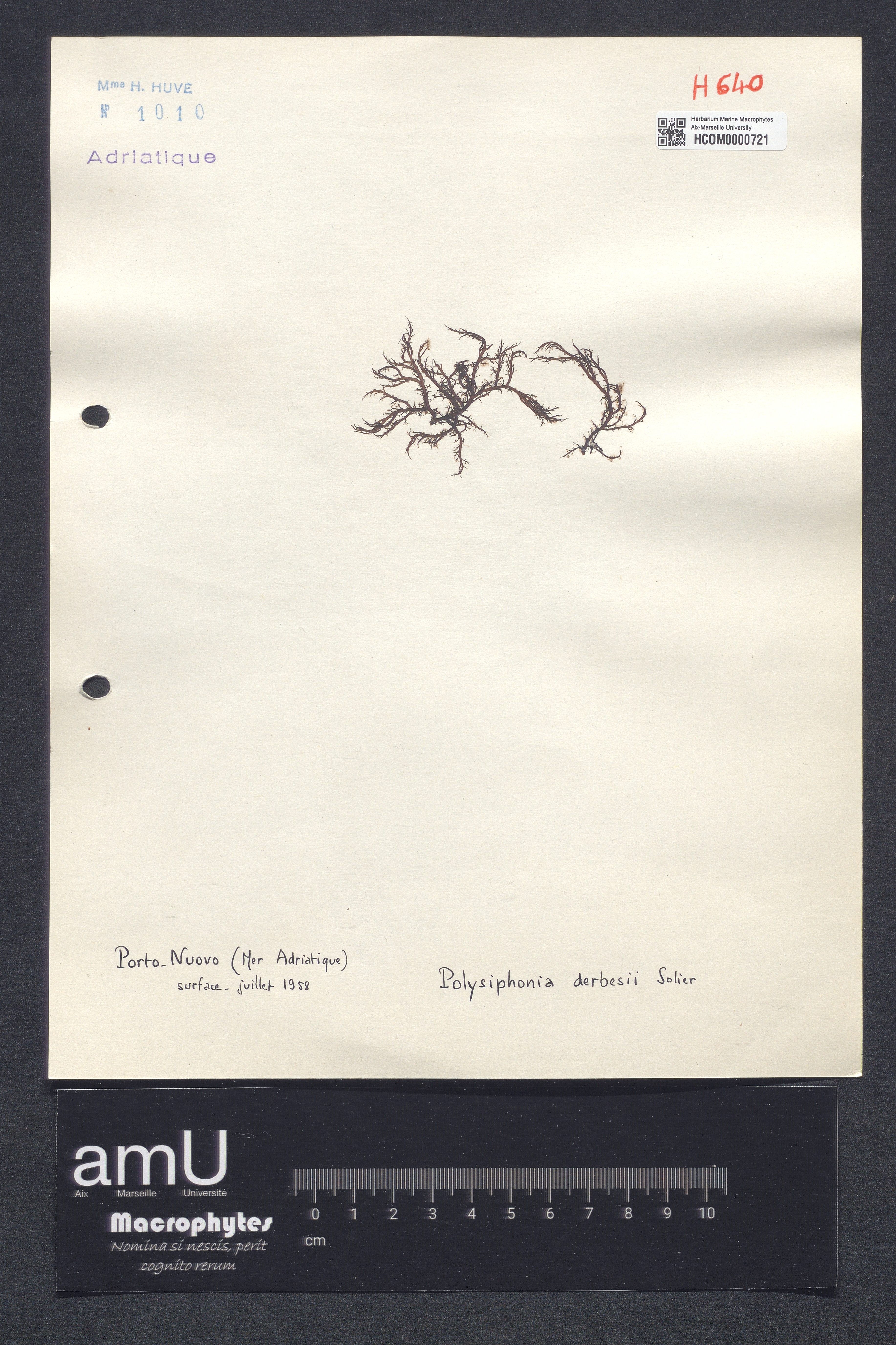 Polysiphonia derbesii specimen