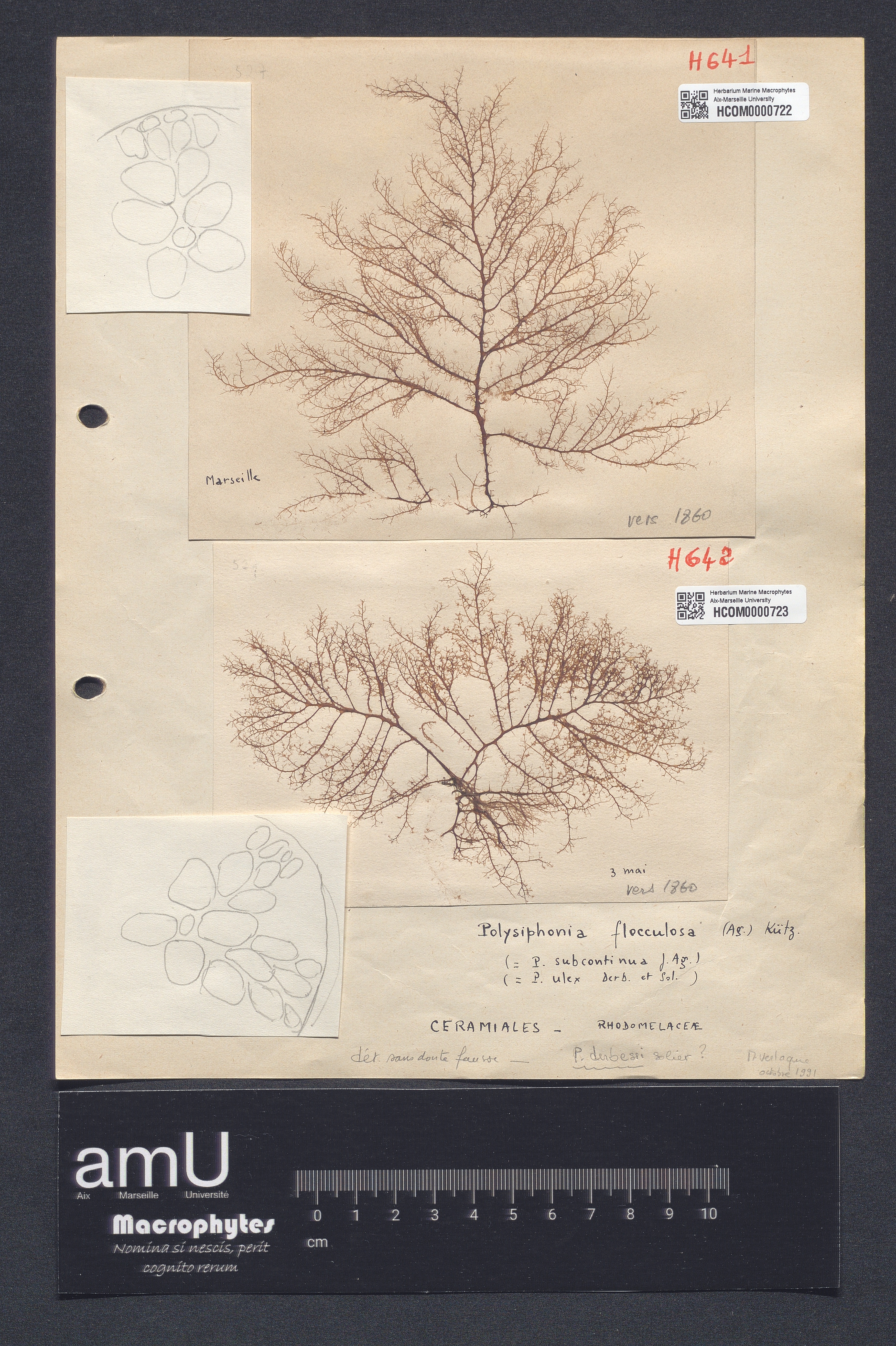 Polysiphonia flocculosa specimen