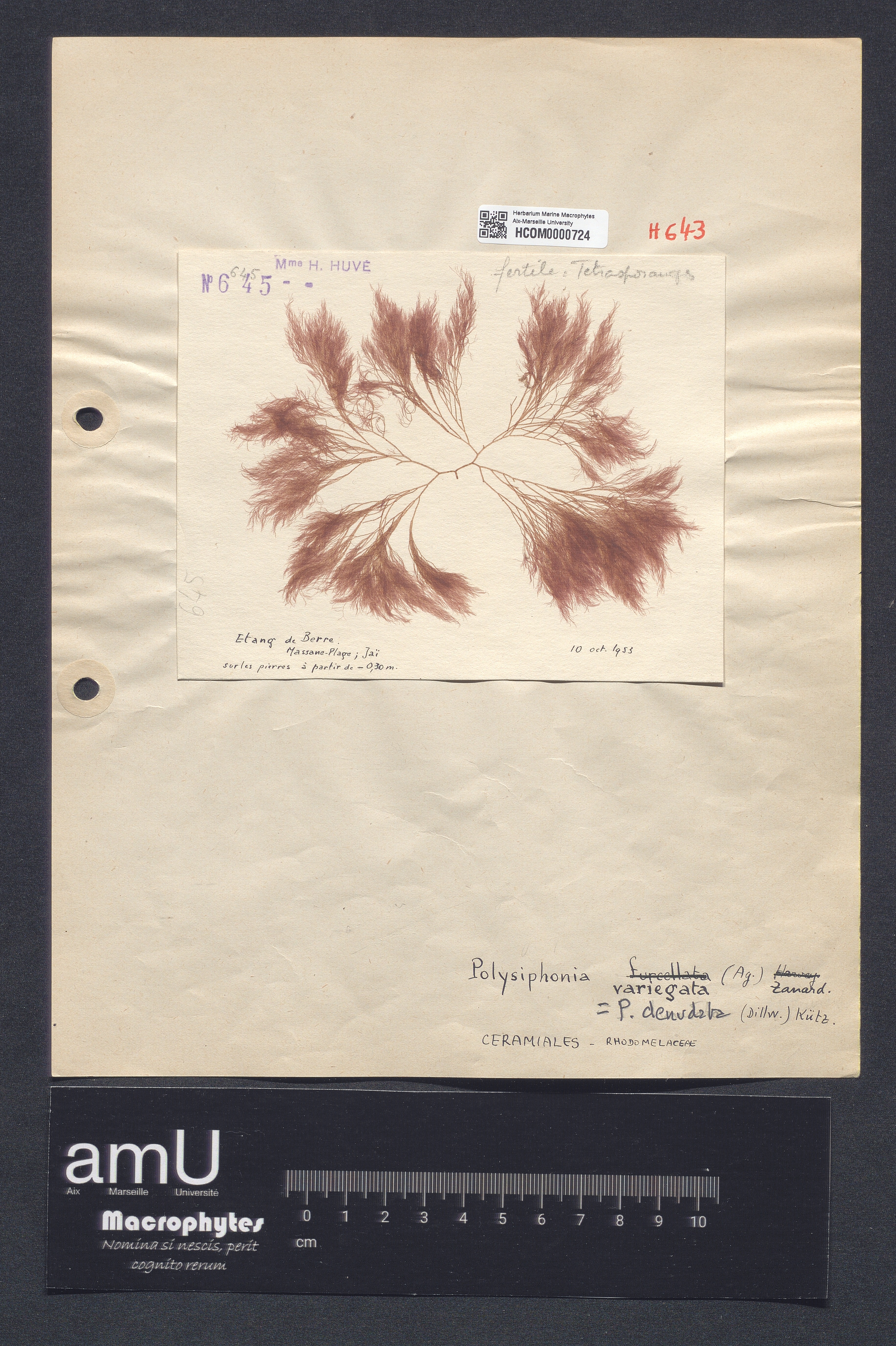 Polysiphonia denutata specimen