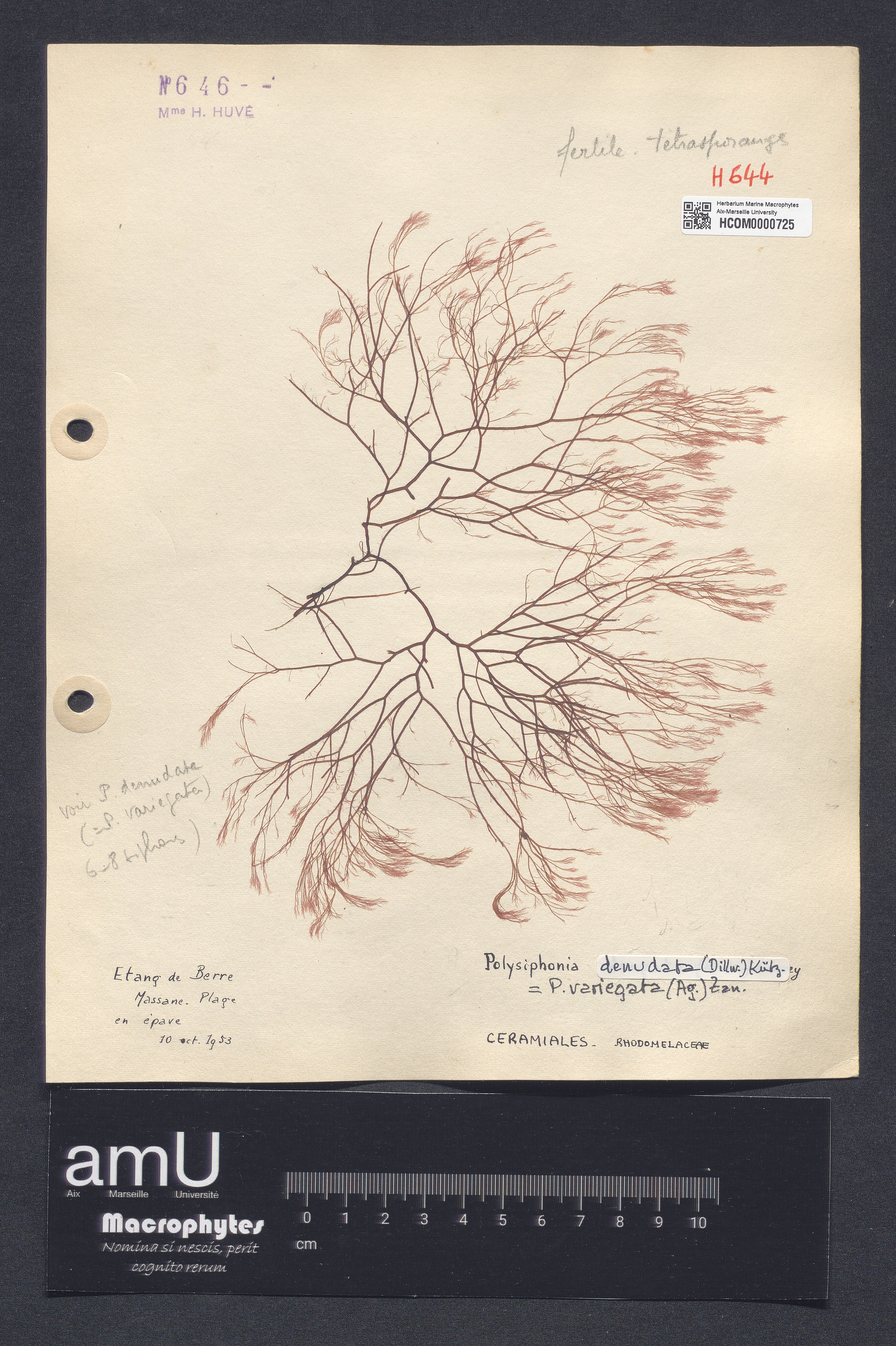 Polysiphonia denudata specimen
