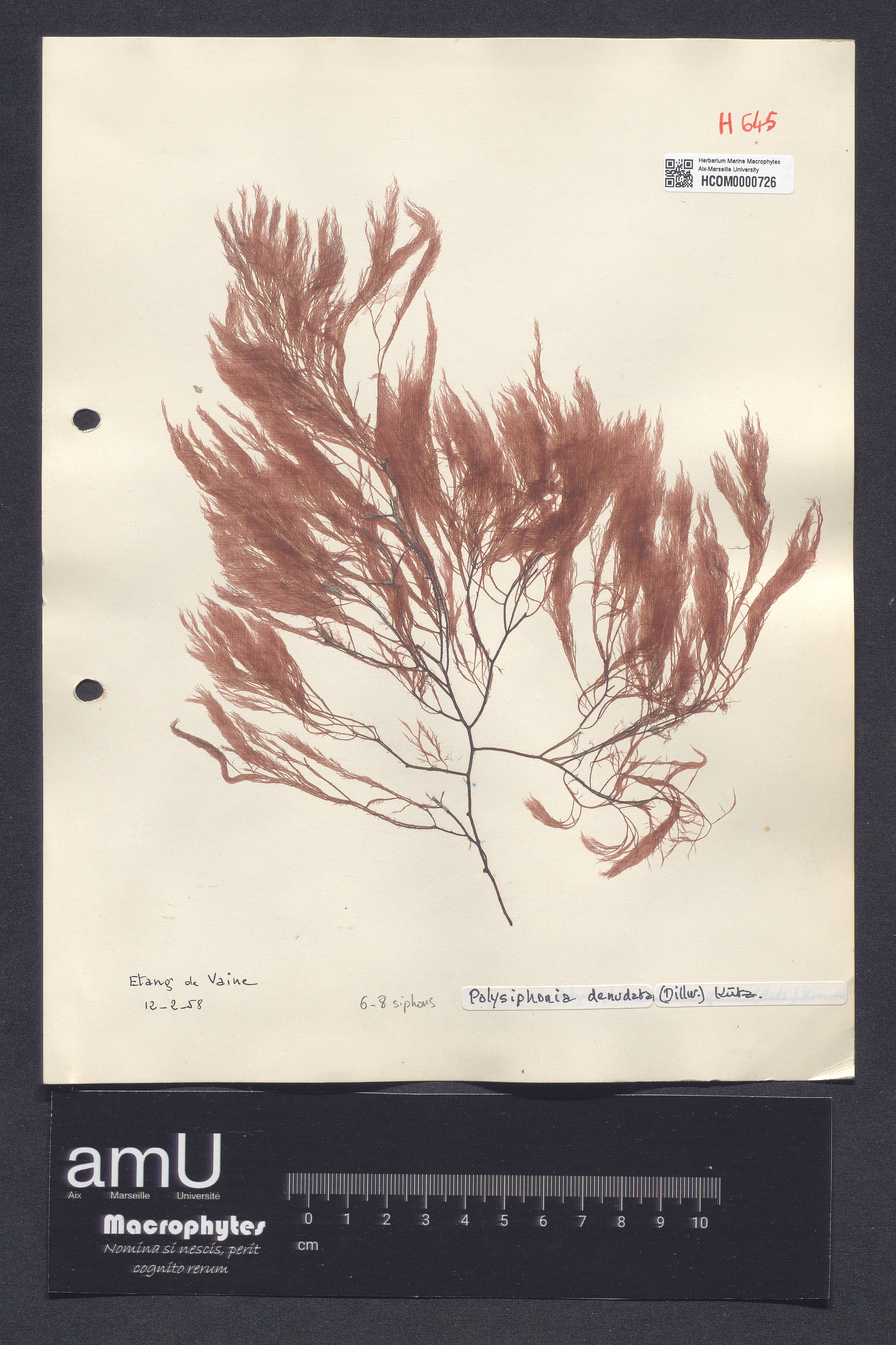 Polysiphonia denudata specimen