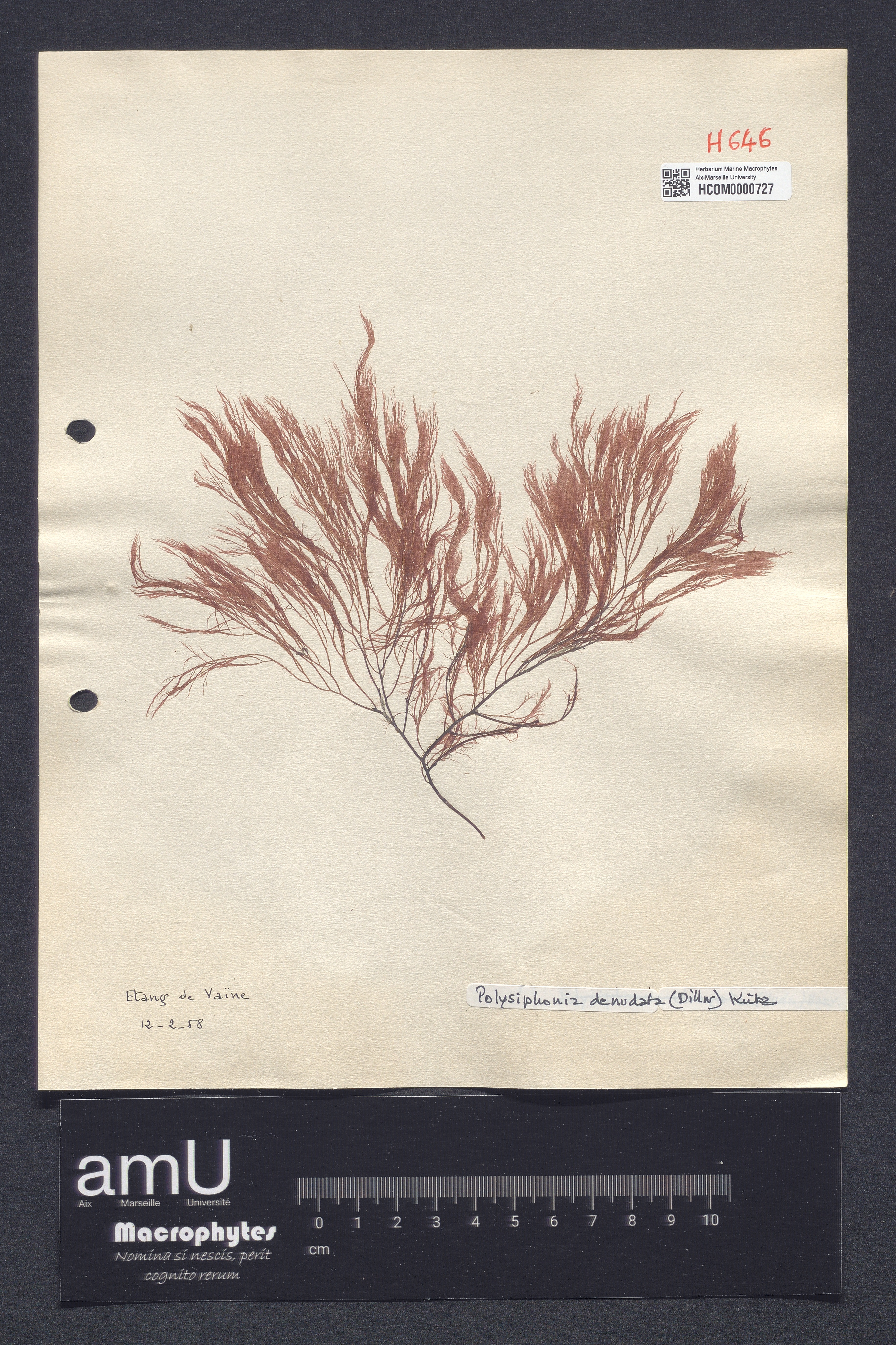 Polysiphonia denudata specimen