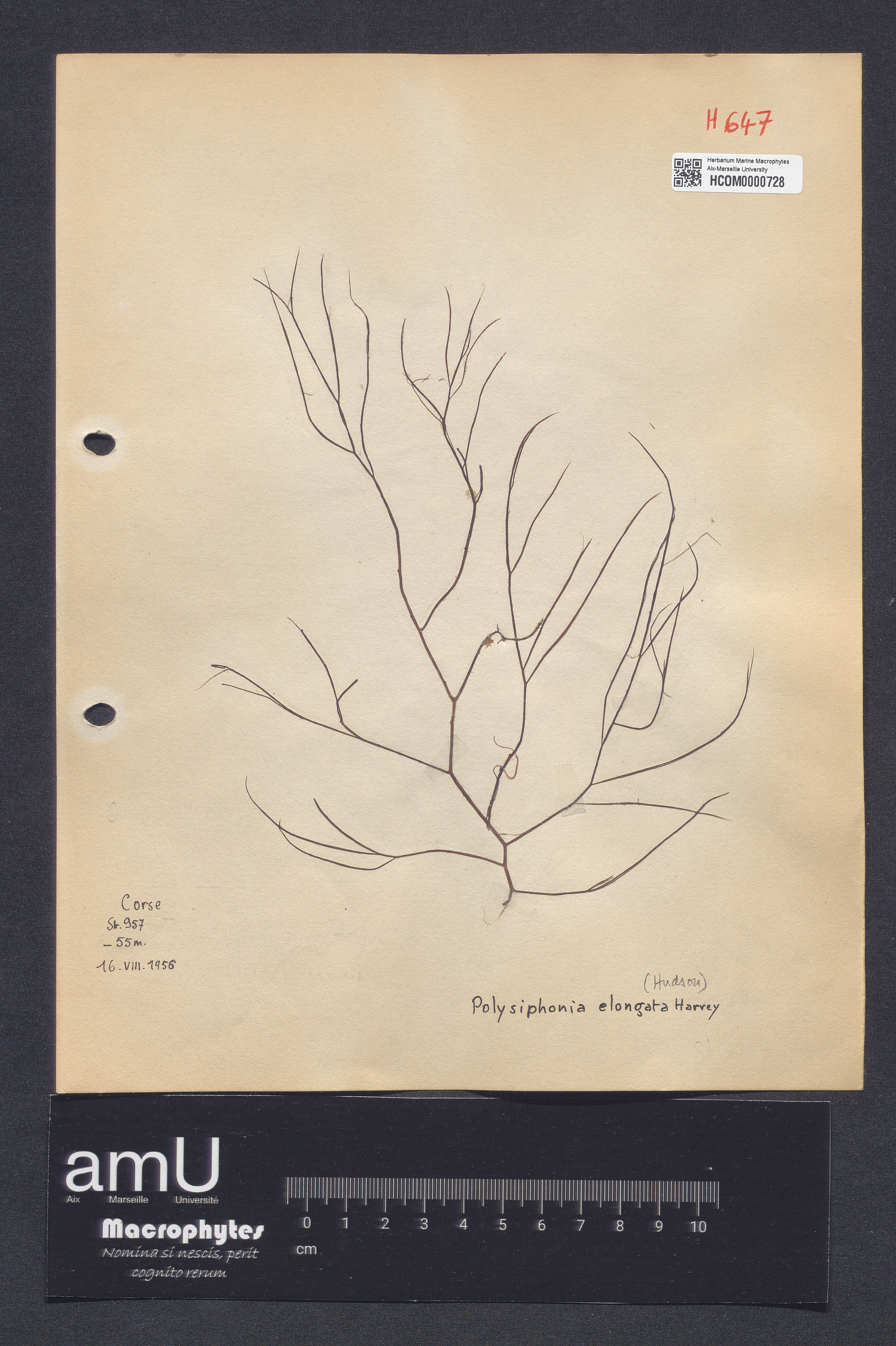 Polysiphonia elongata specimen