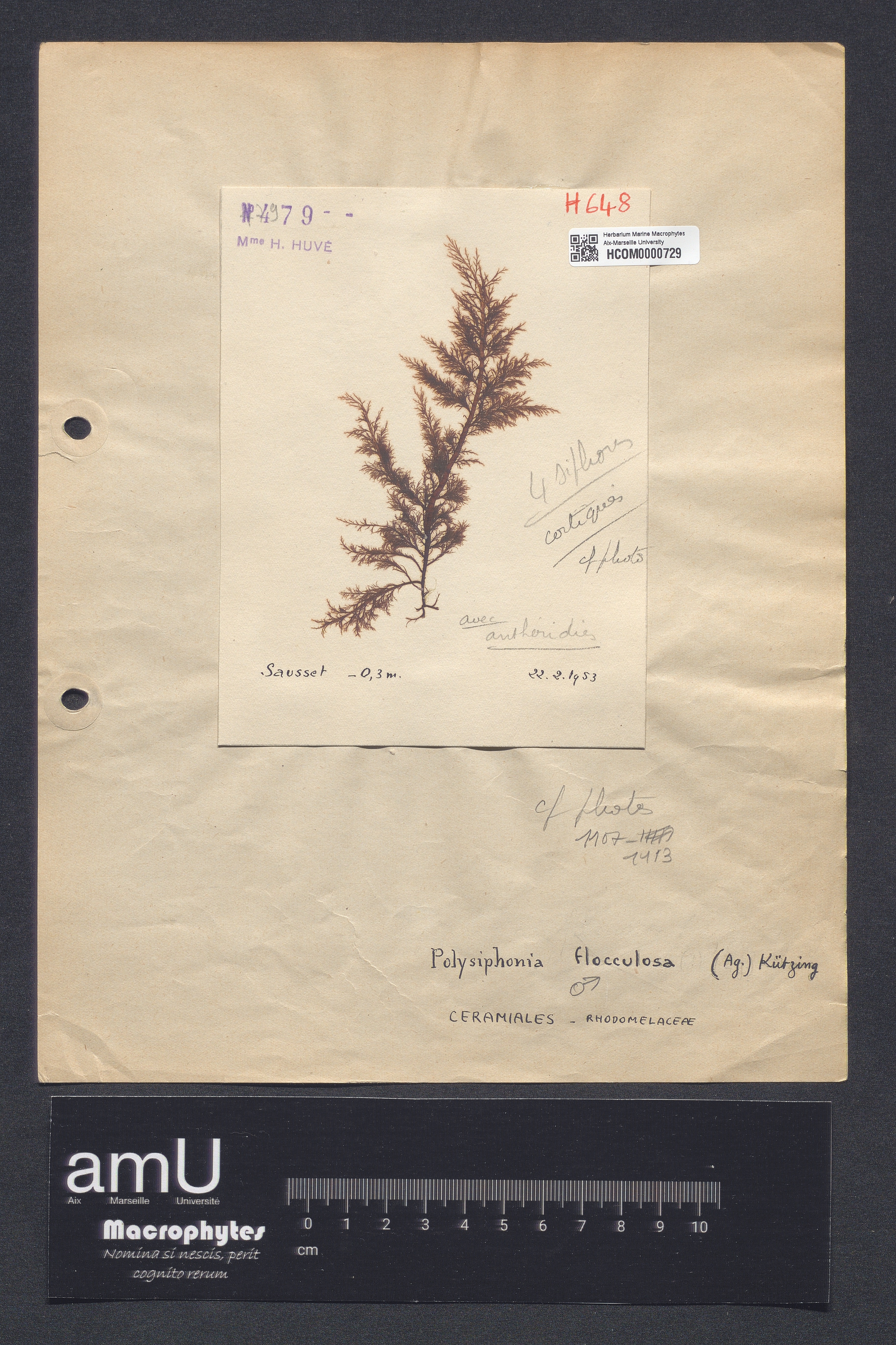 Polysiphonia flocculosa specimen