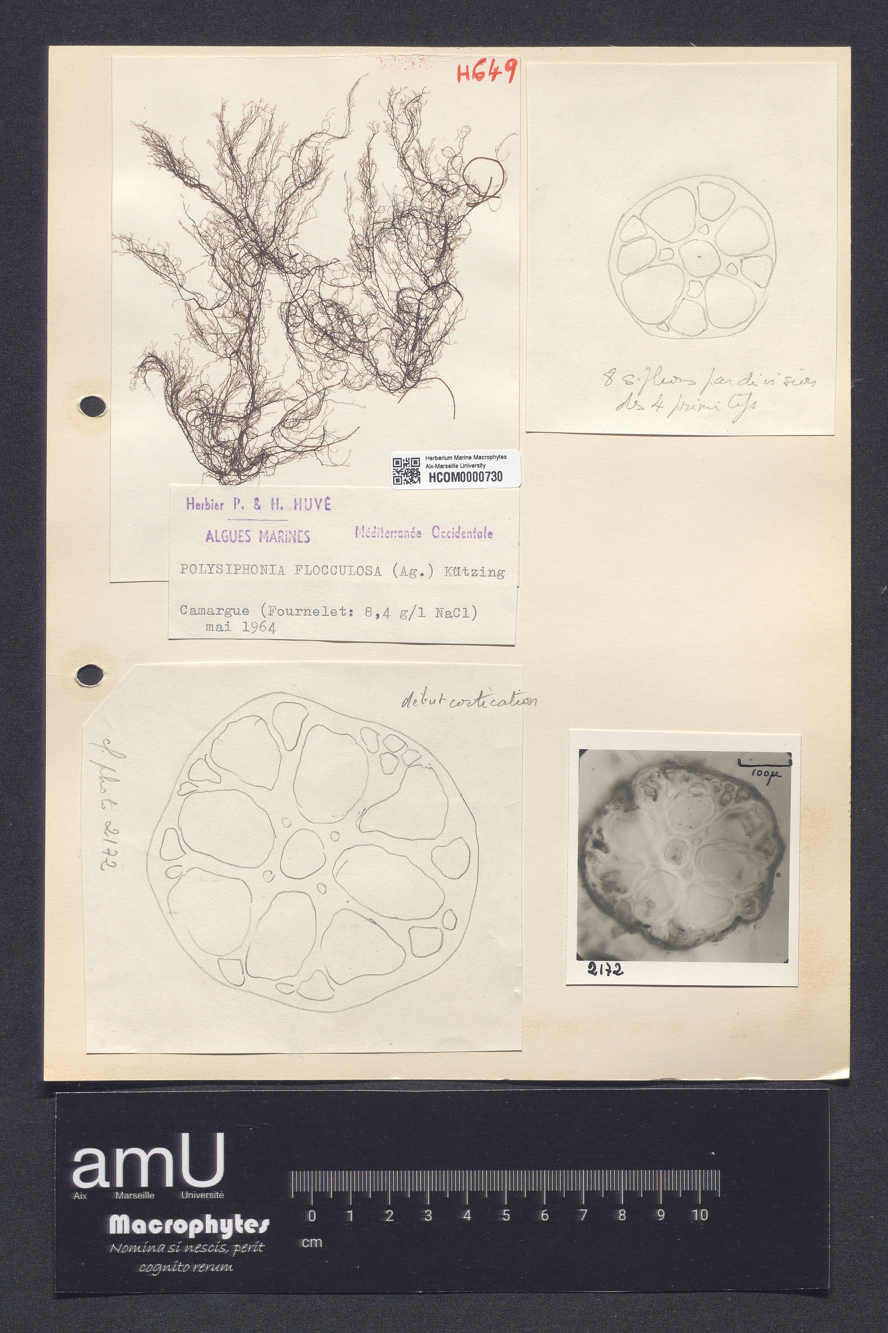 Polysiphonia flocculosa specimen