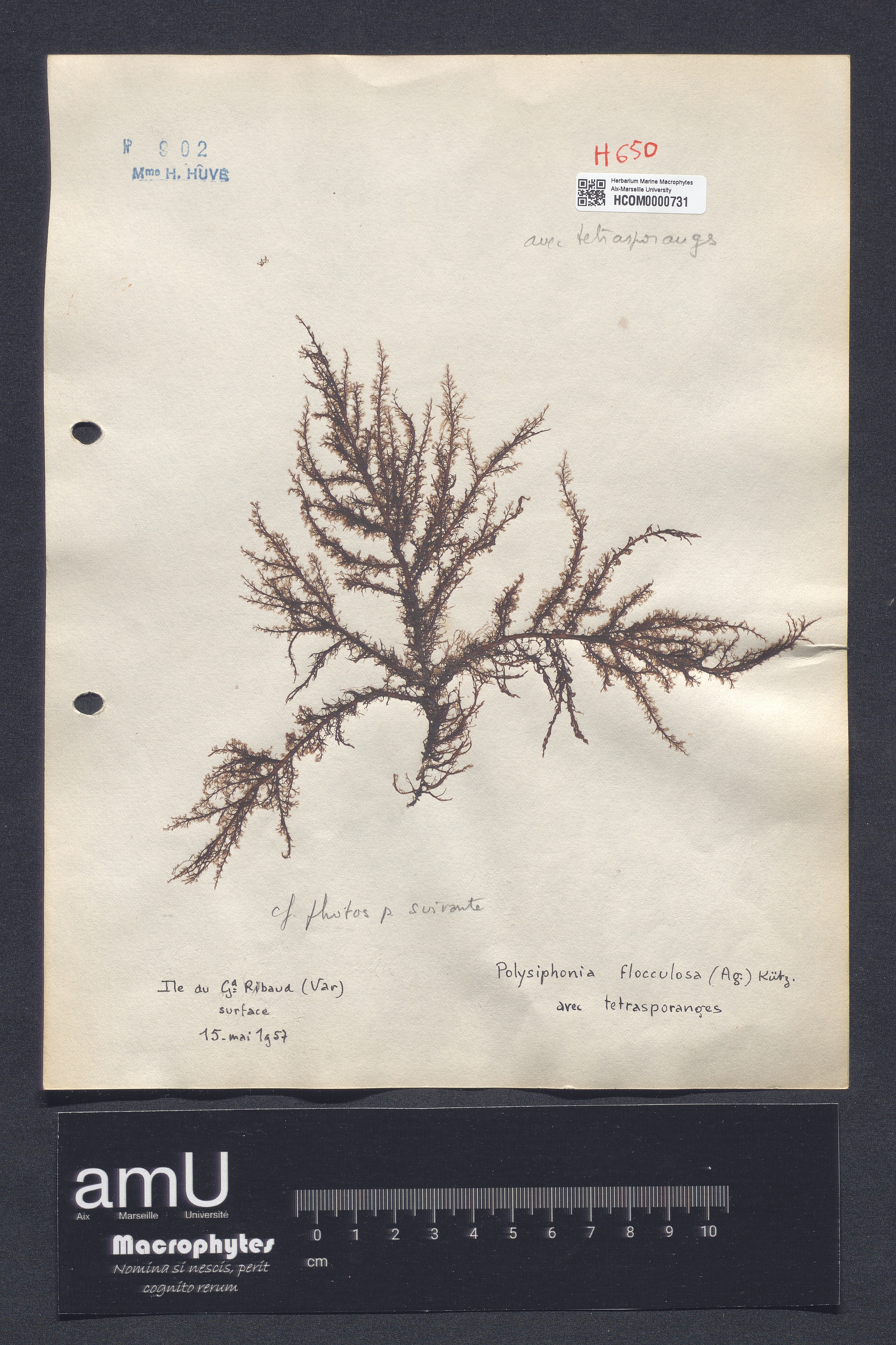 Polysiphonia flocculosa specimen