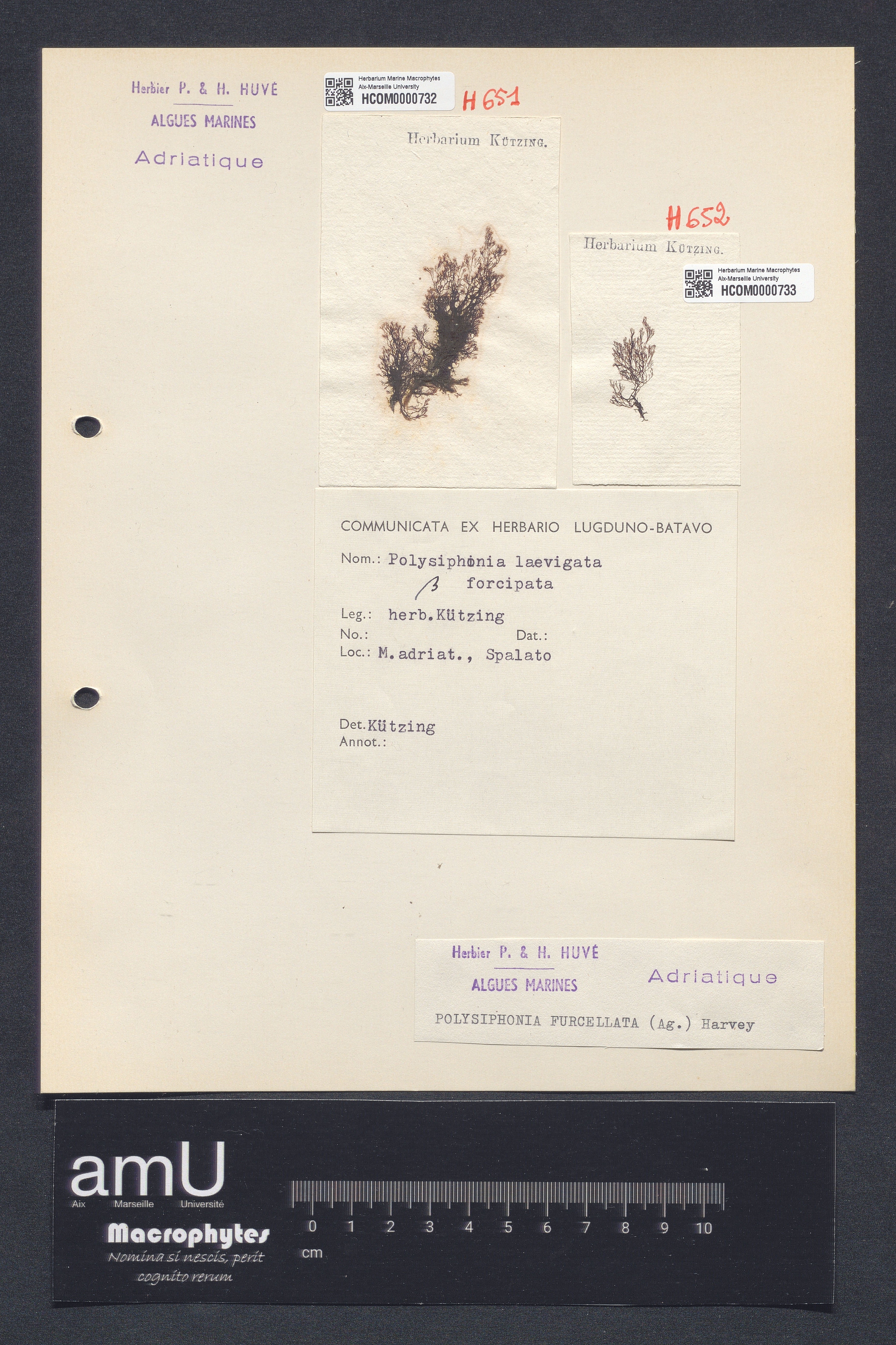Polysiphonia furcellata specimen