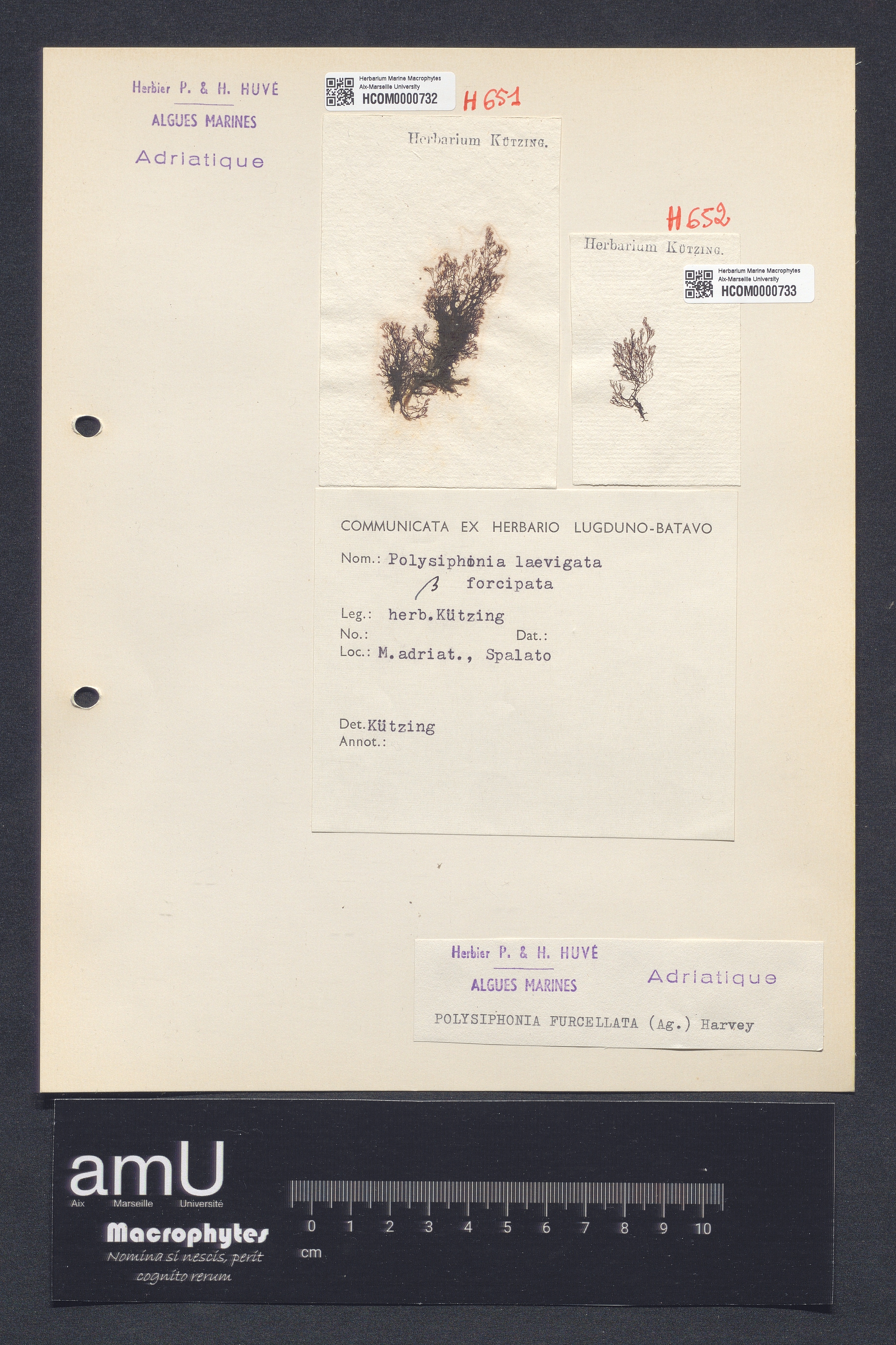 Polysiphonia furcellata specimen