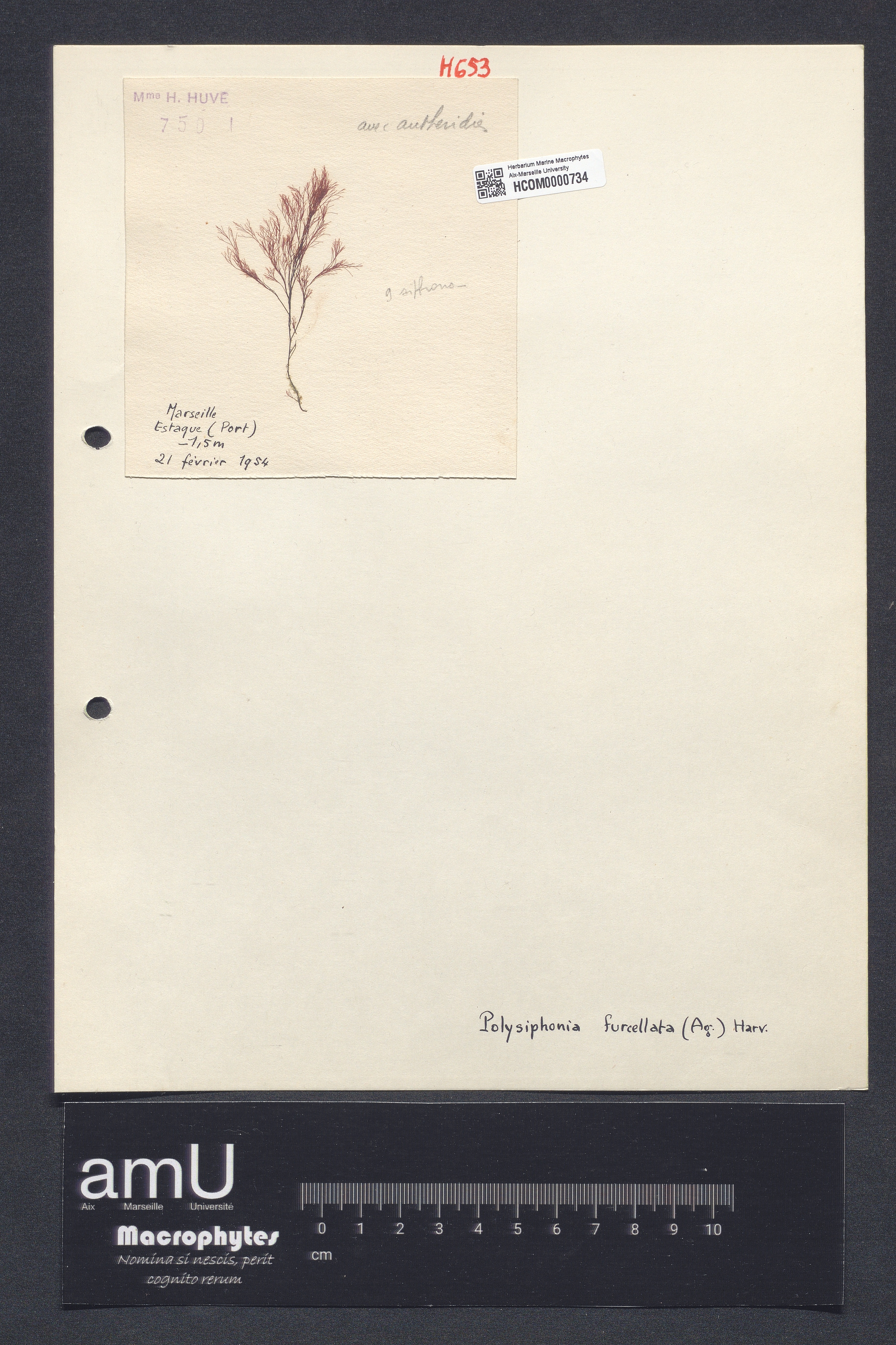Polysiphonia furcellata specimen