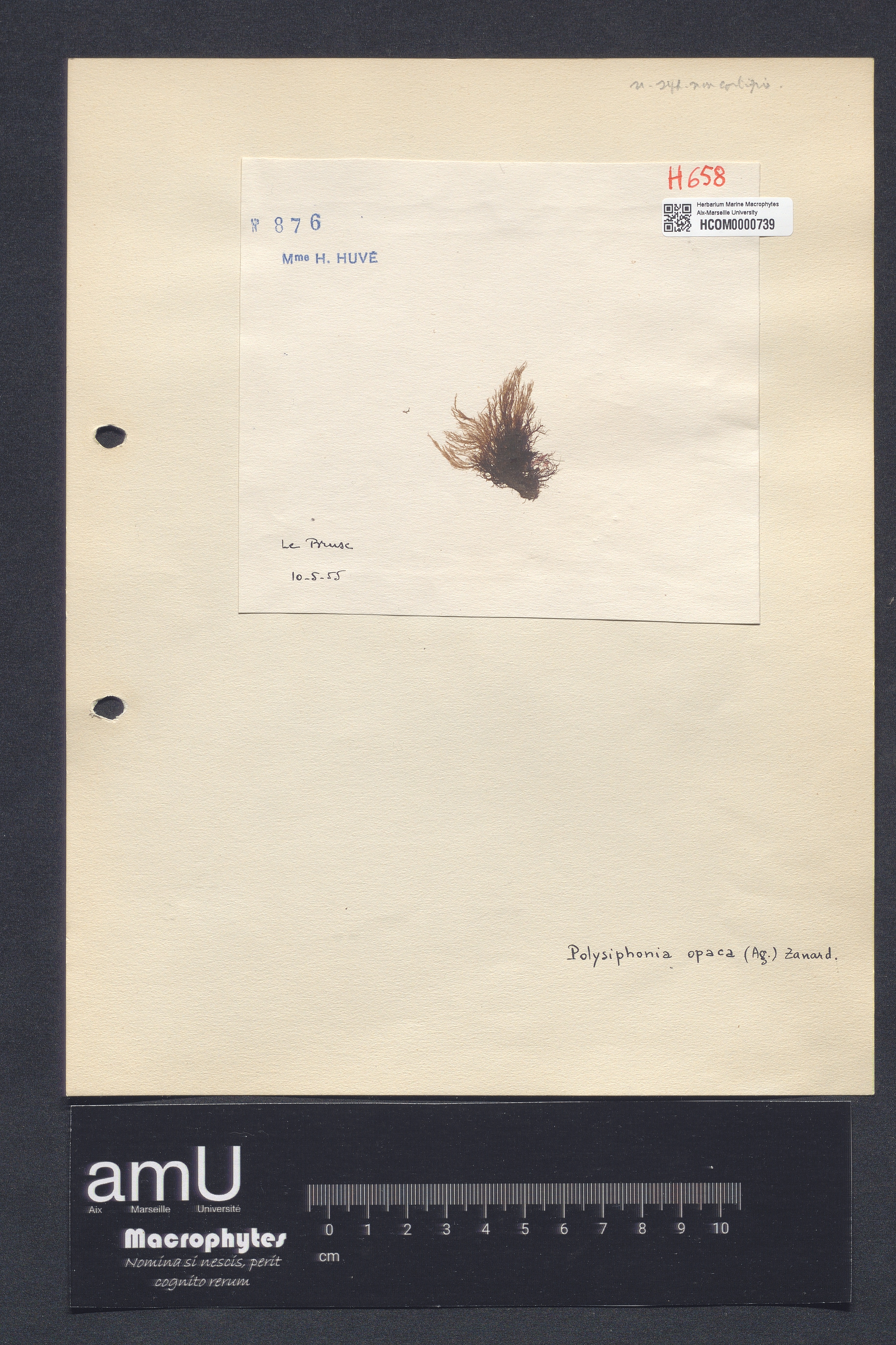 Polysiphonia opaca specimen