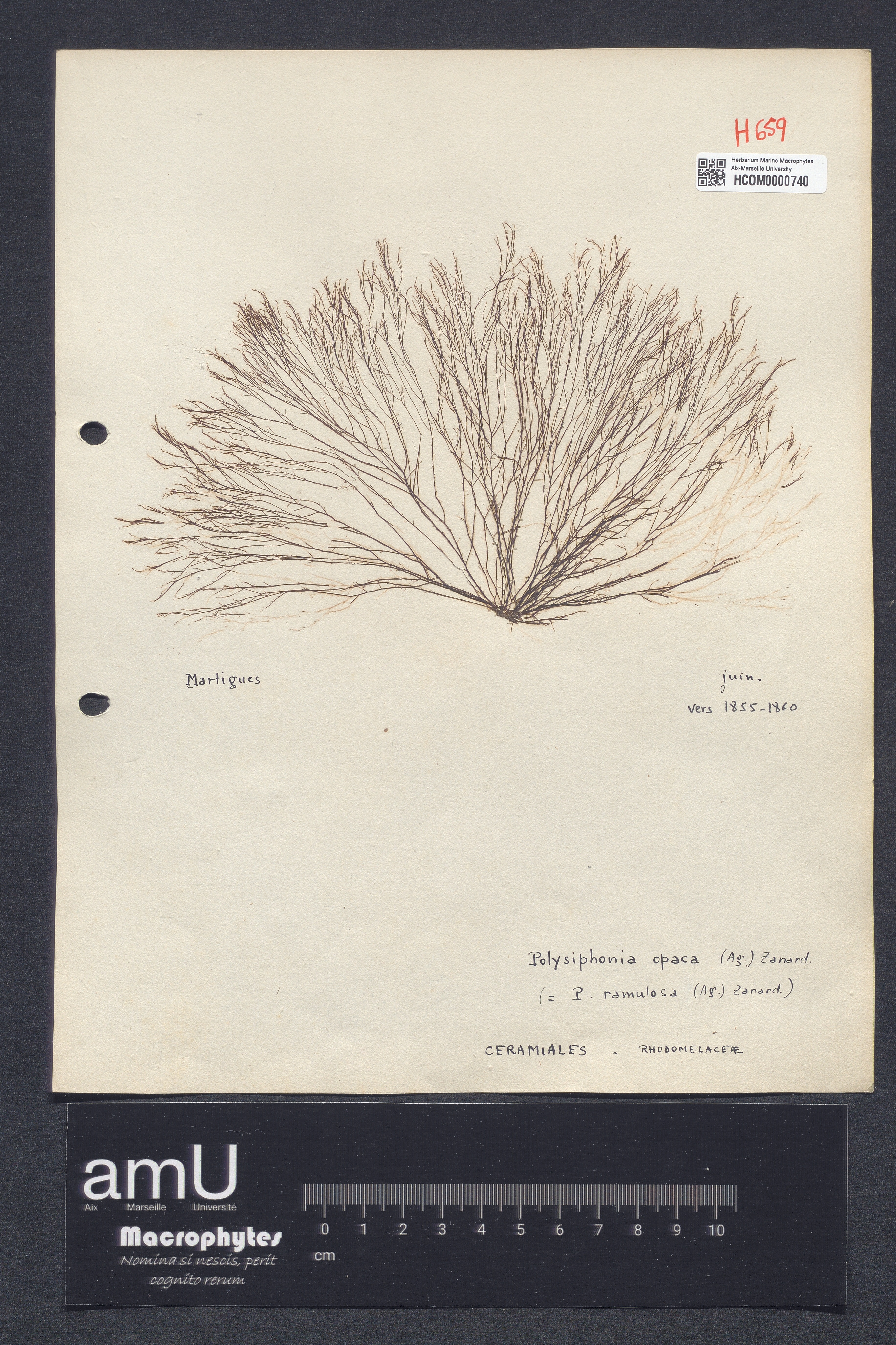 Polysiphonia opaca specimen