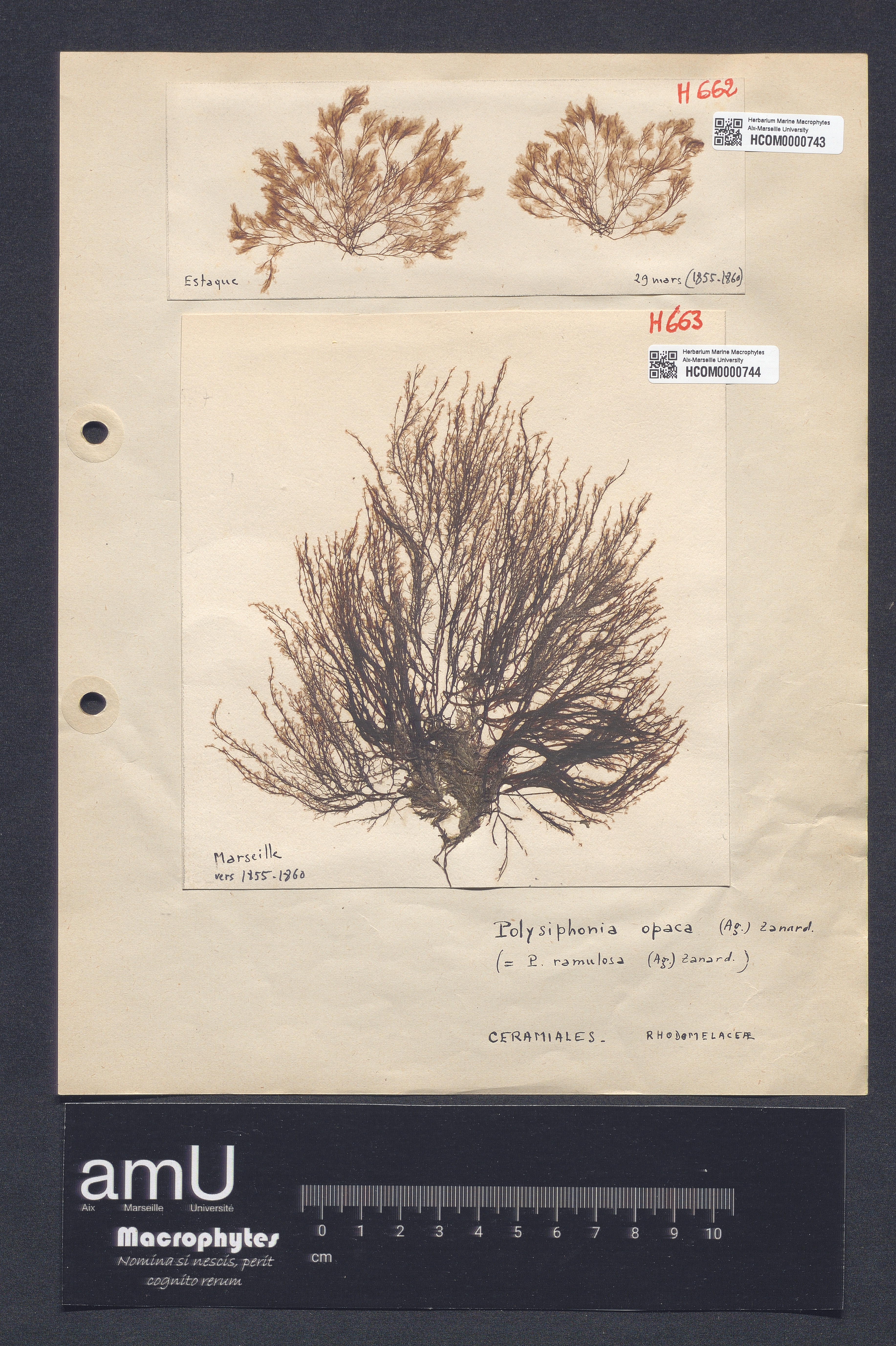 Polysiphonia opaca specimen