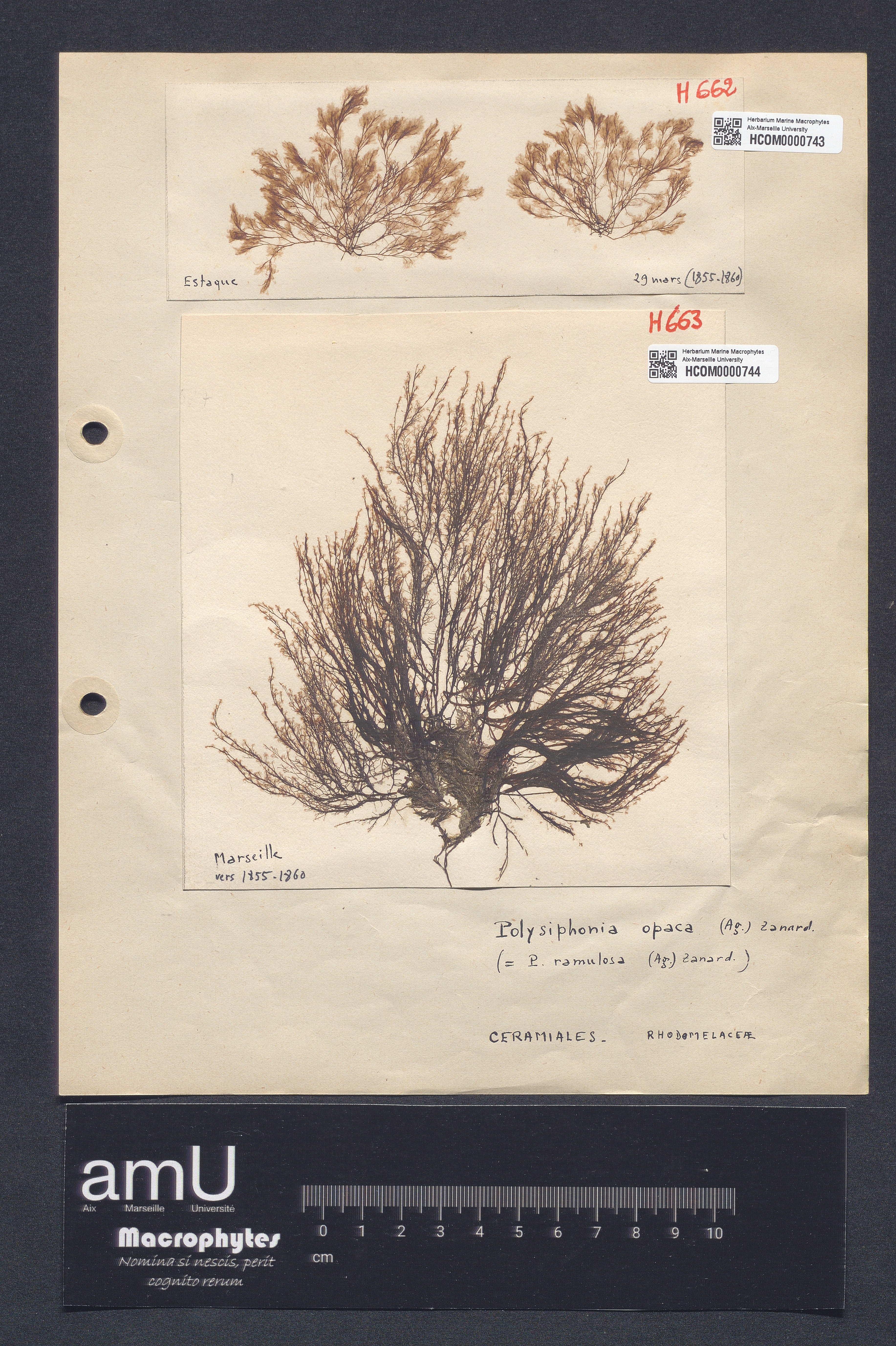 Polysiphonia opaca specimen