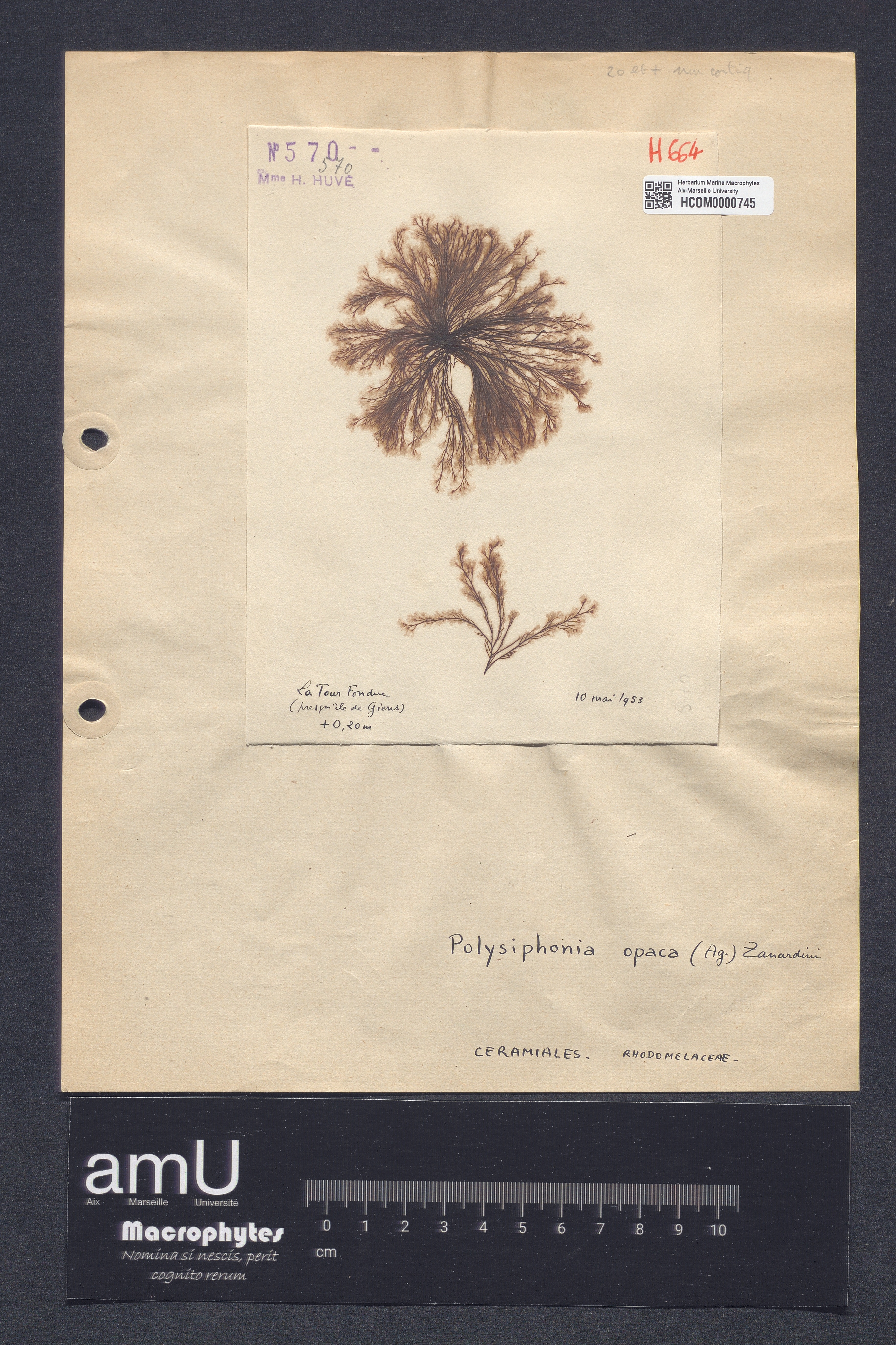 Polysiphonia opaca specimen