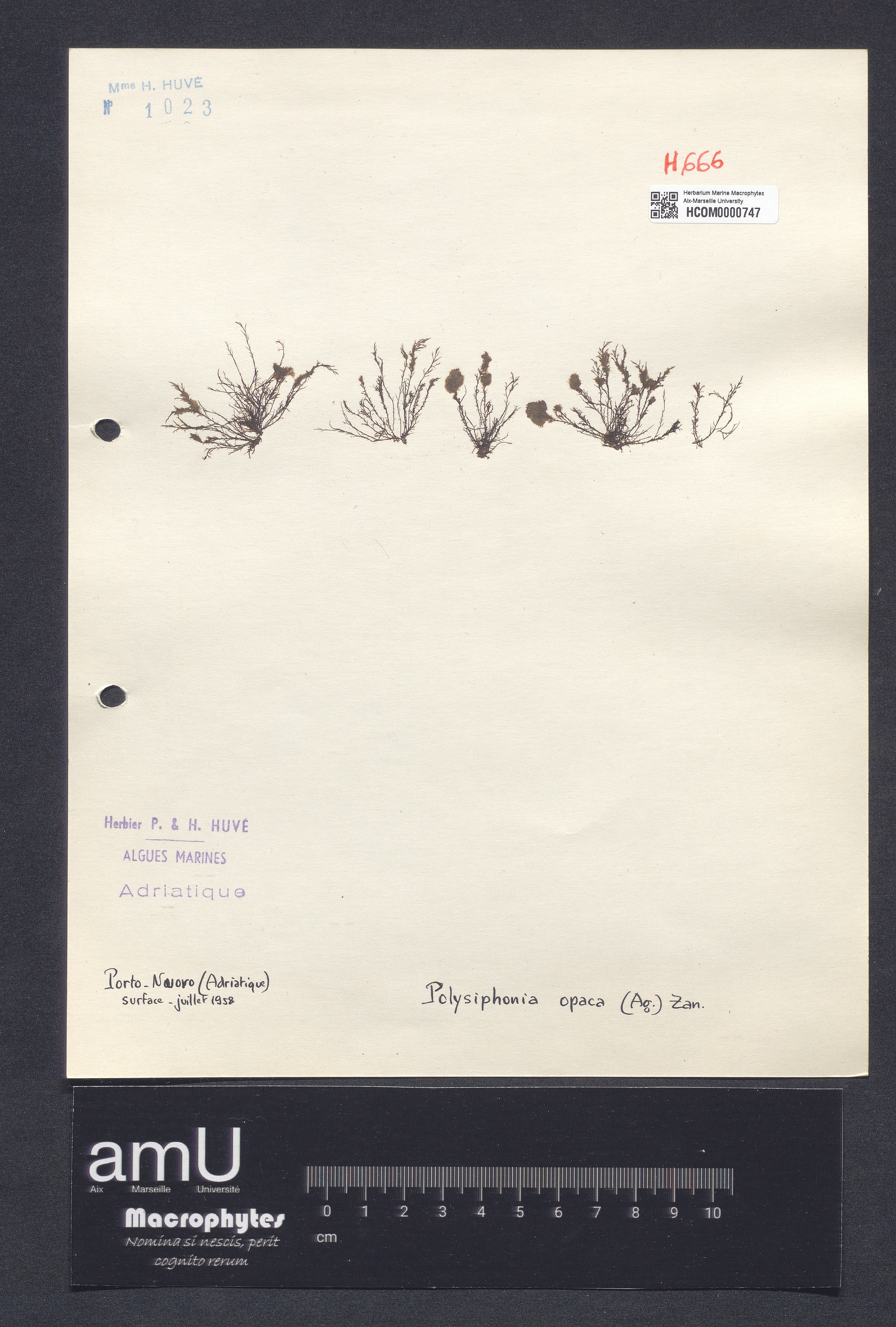 Polysiphonia opaca specimen