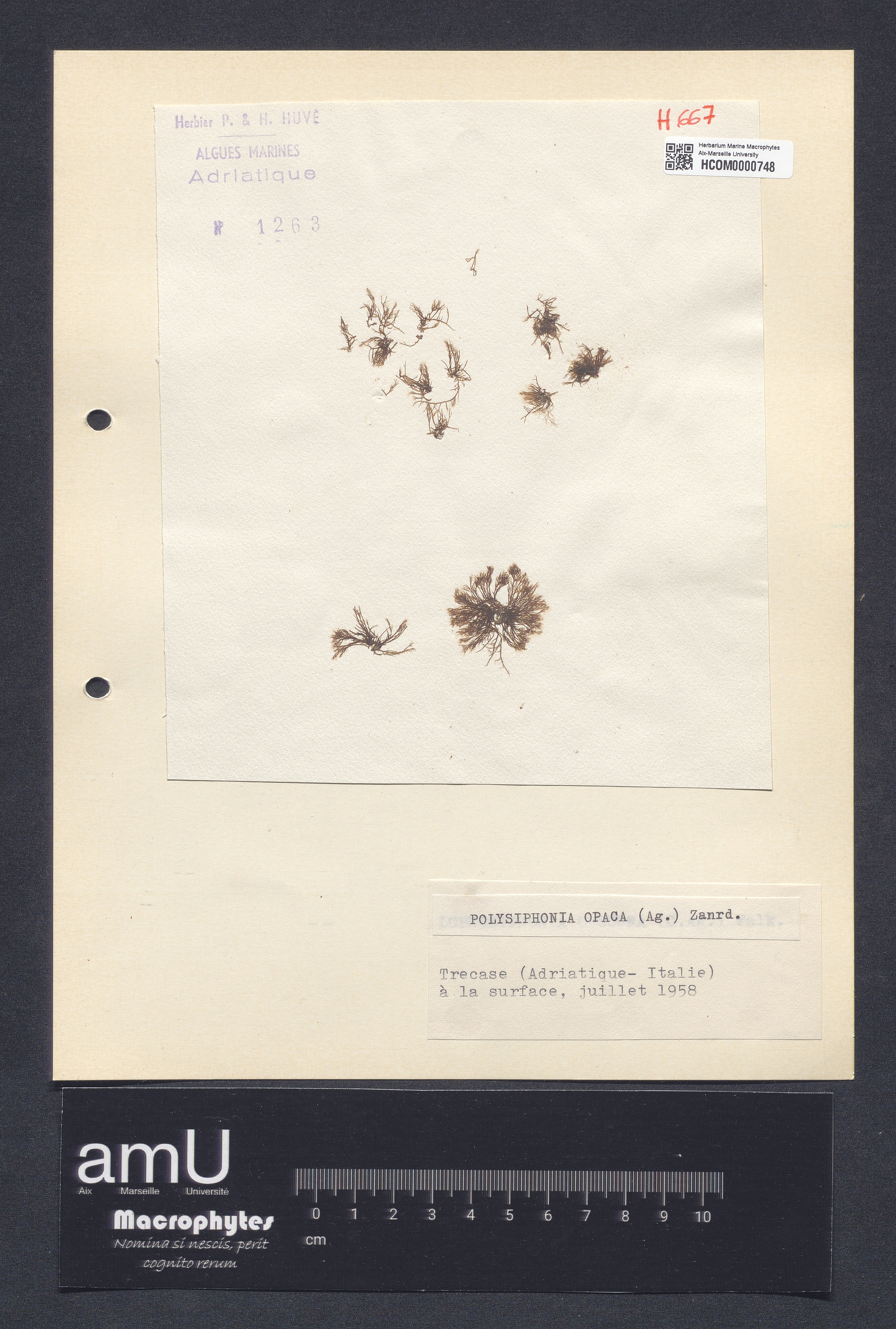 Polysiphonia opaca specimen