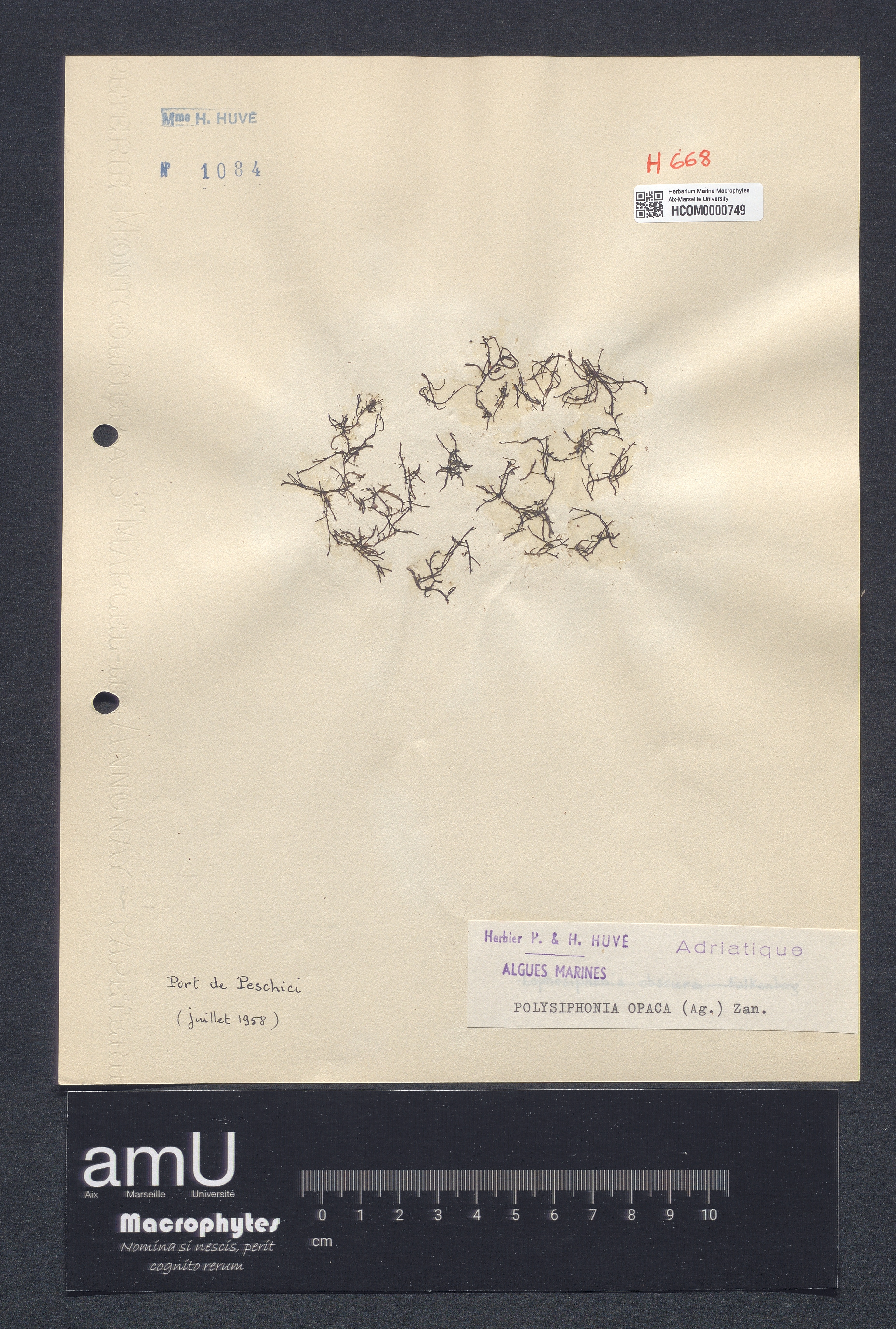 Polysiphonia opaca specimen