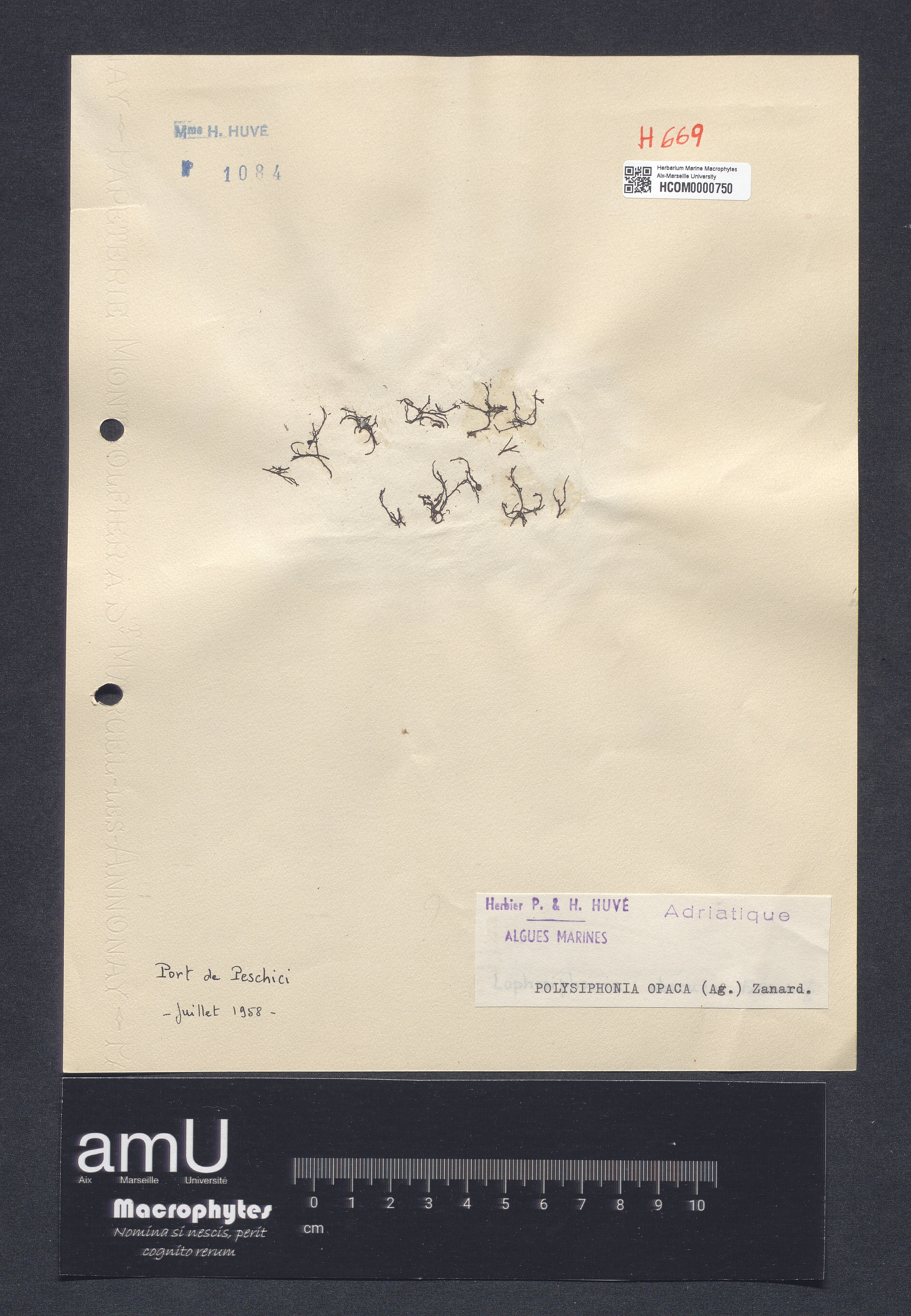 Polysiphonia opaca specimen
