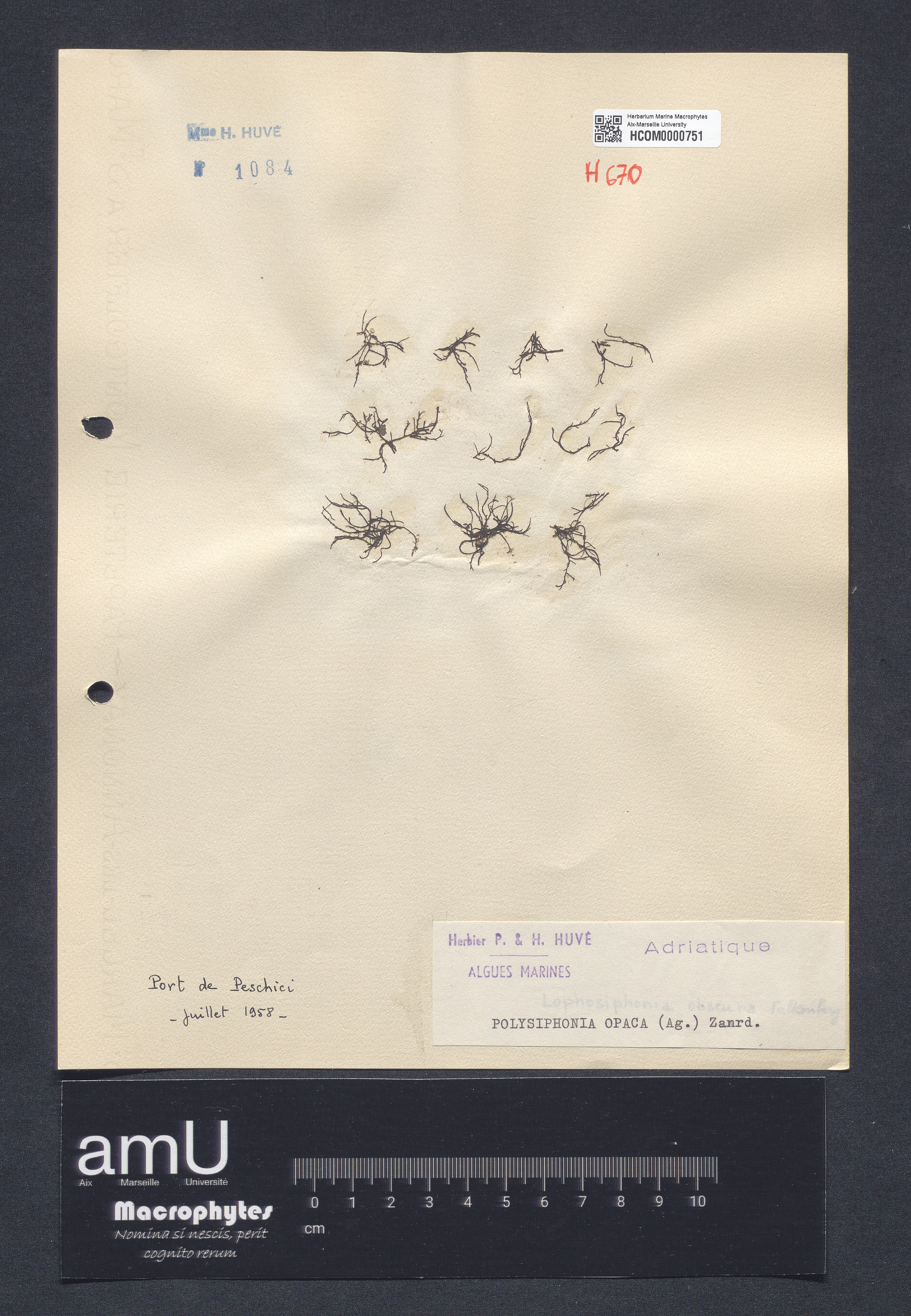 Polysiphonia opaca specimen