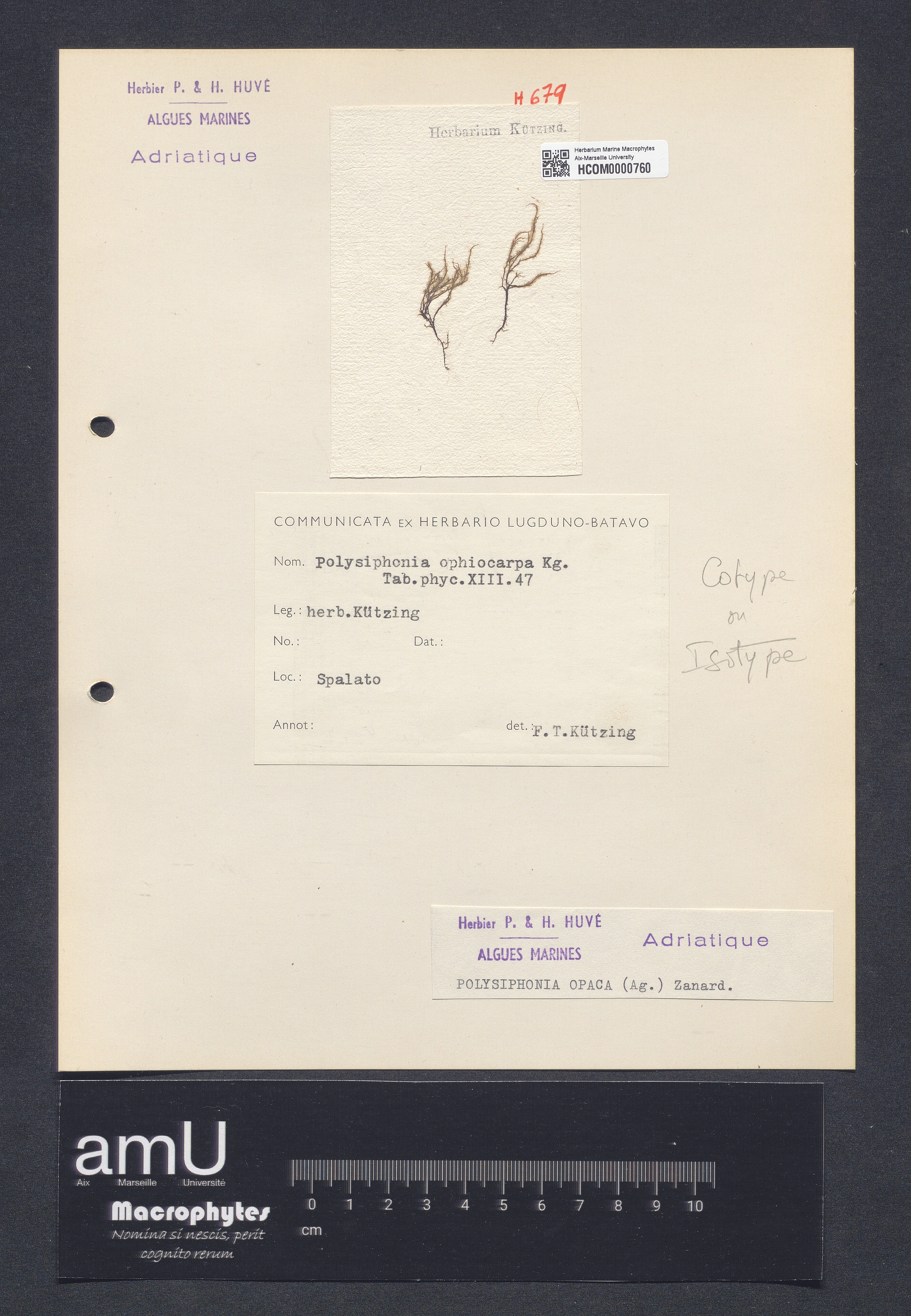 Polysiphonia opaca specimen