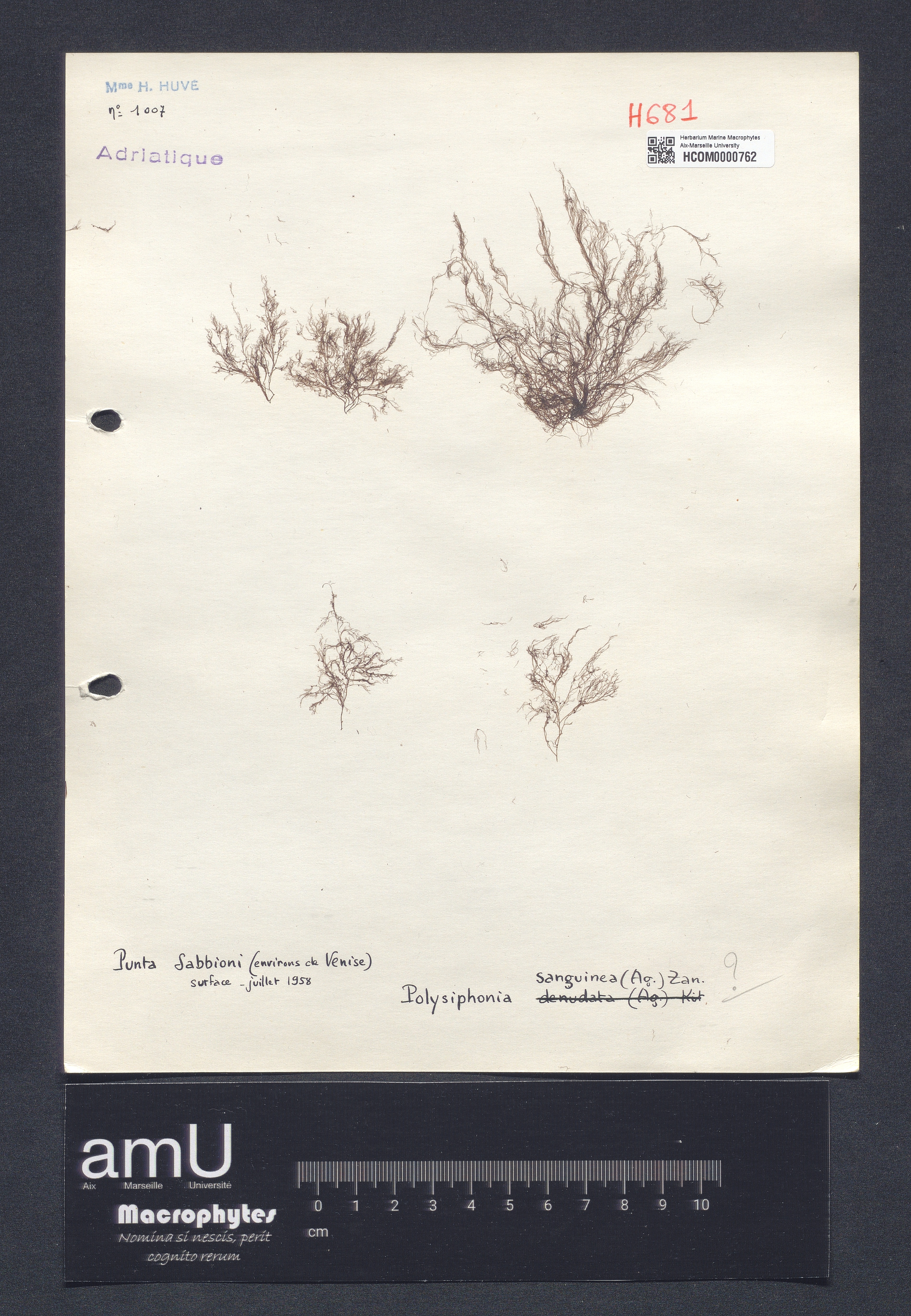 Polysiphonia sanguinea specimen