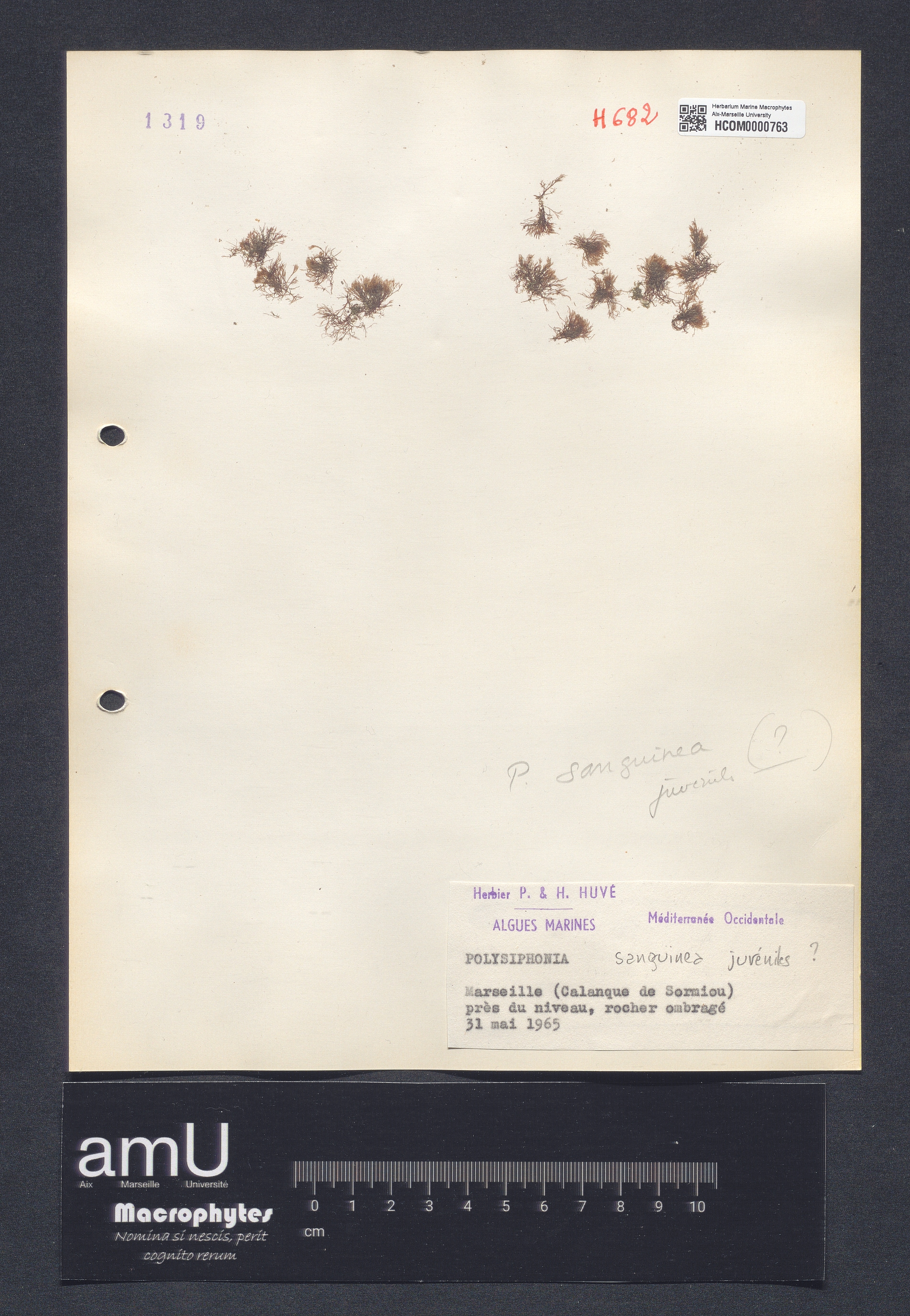 Polysiphonia sanguinea specimen
