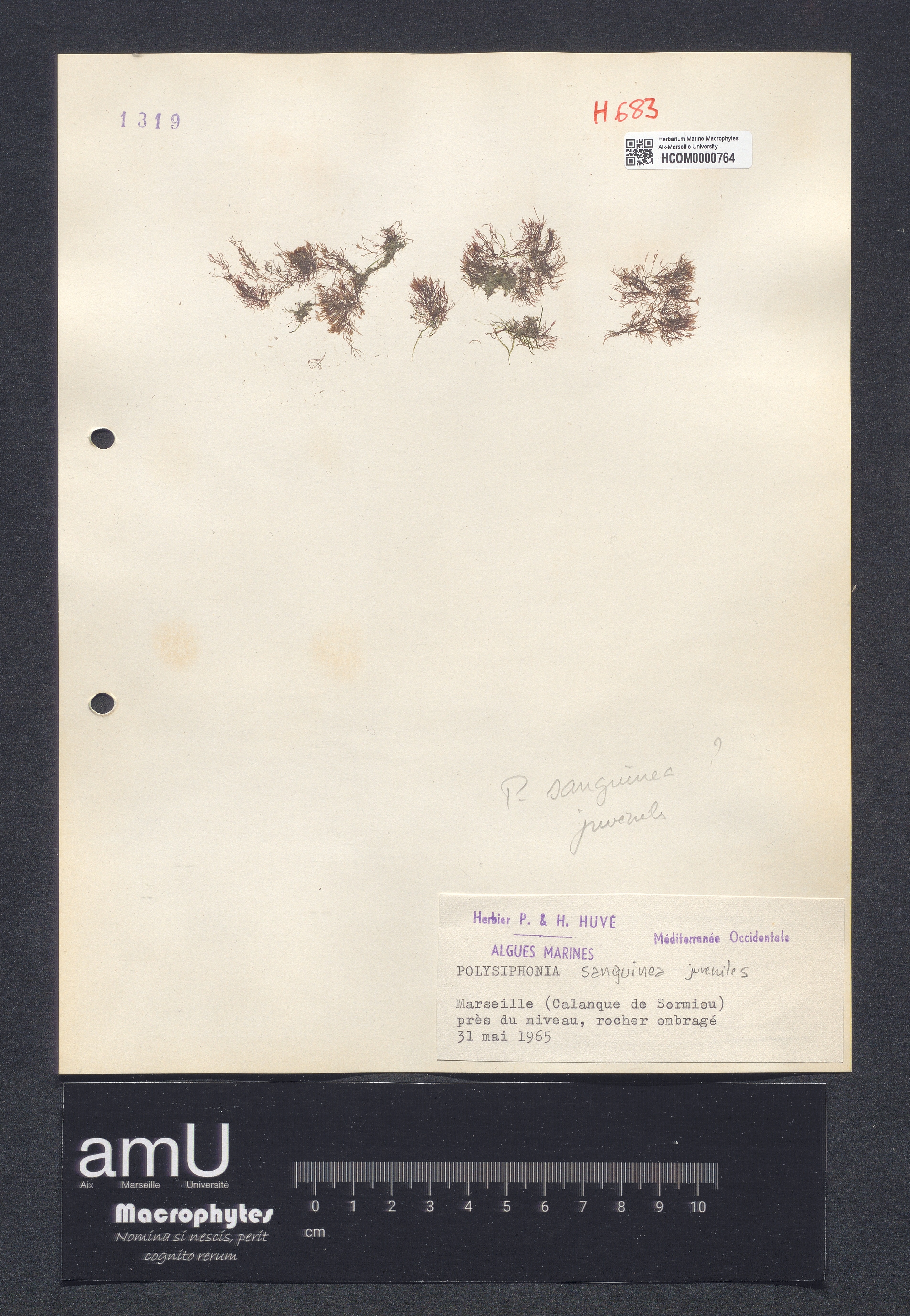 Polysiphonia sanguinea specimen