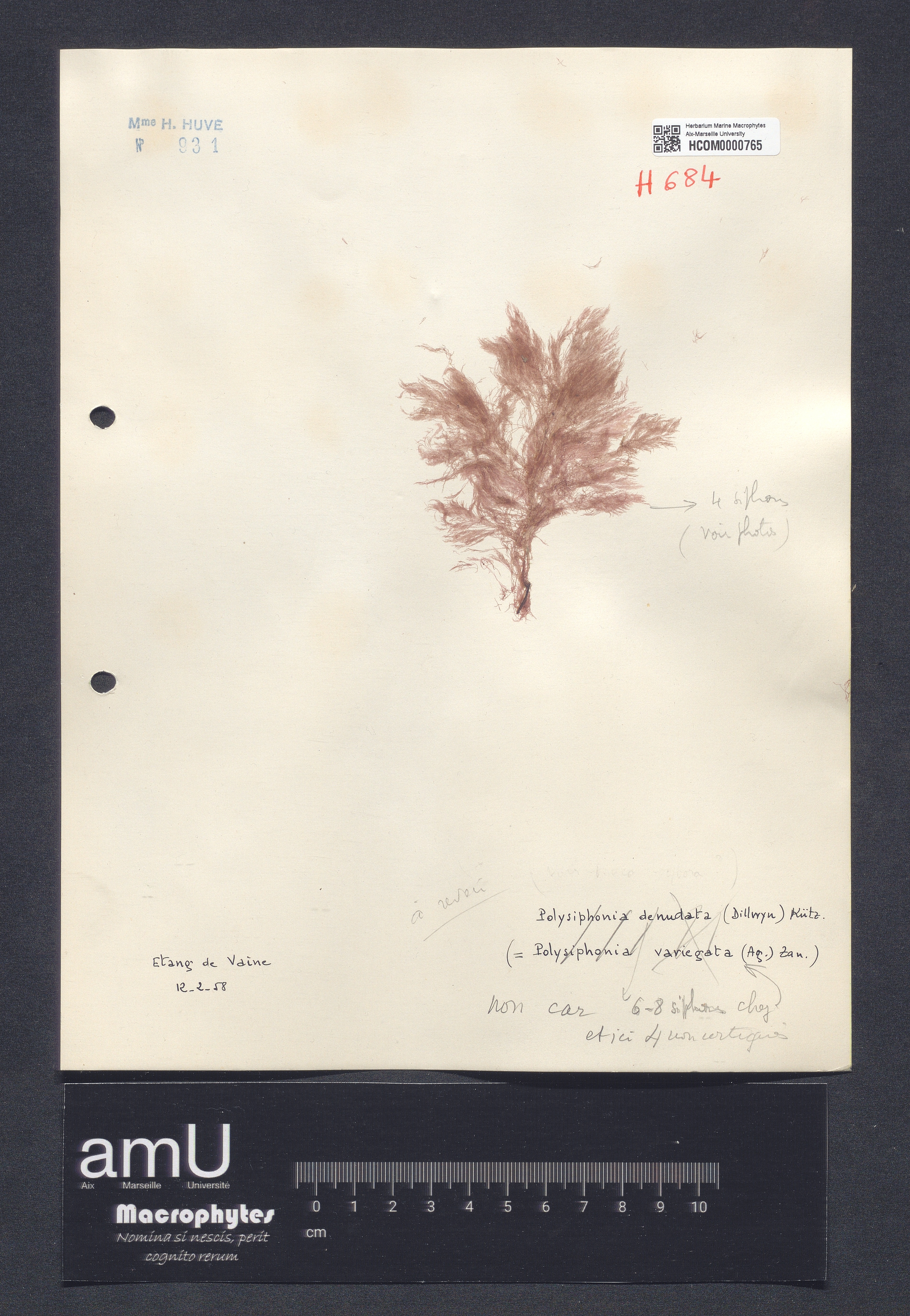 Polysiphonia specimen