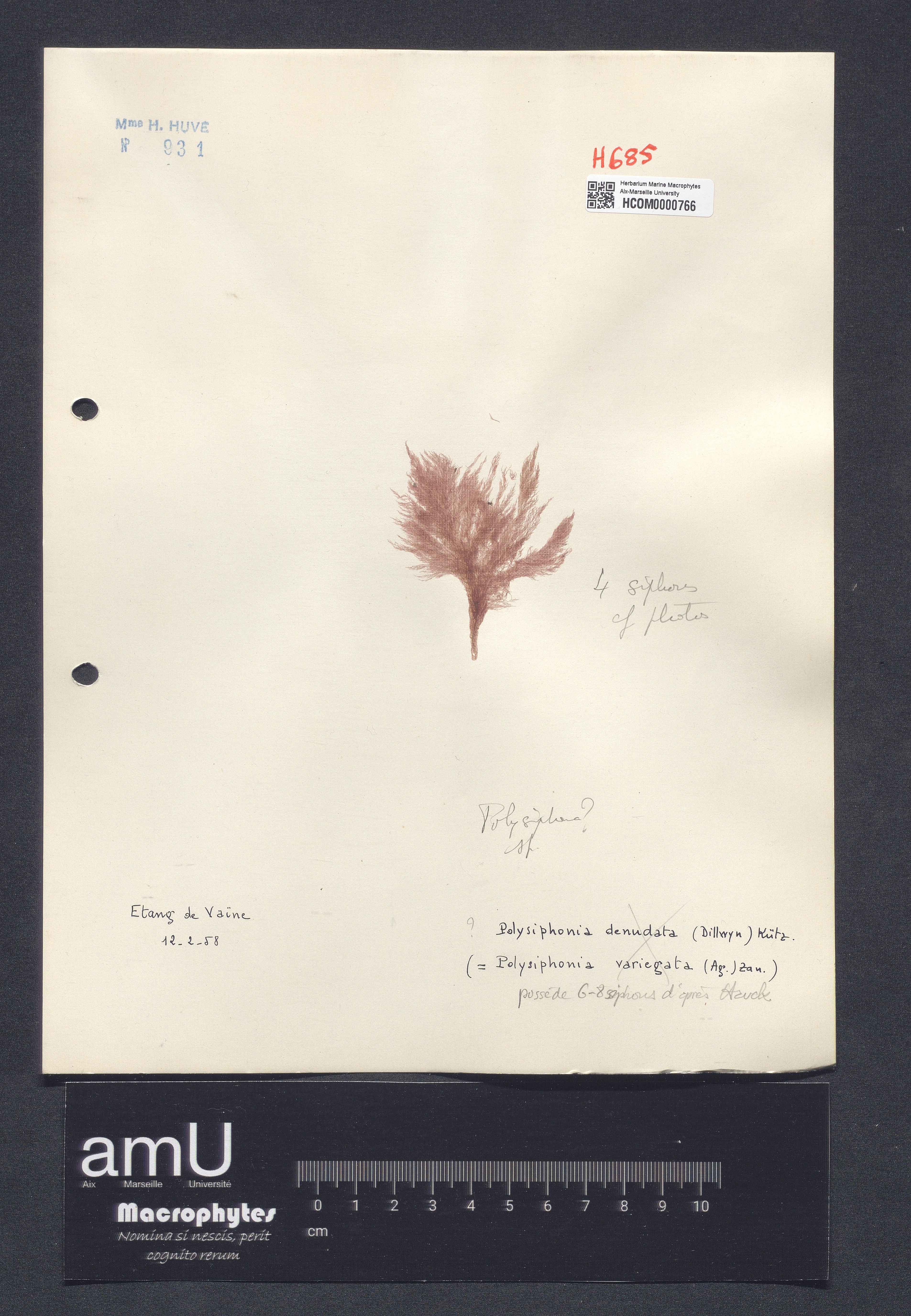 Polysiphonia sp. specimen