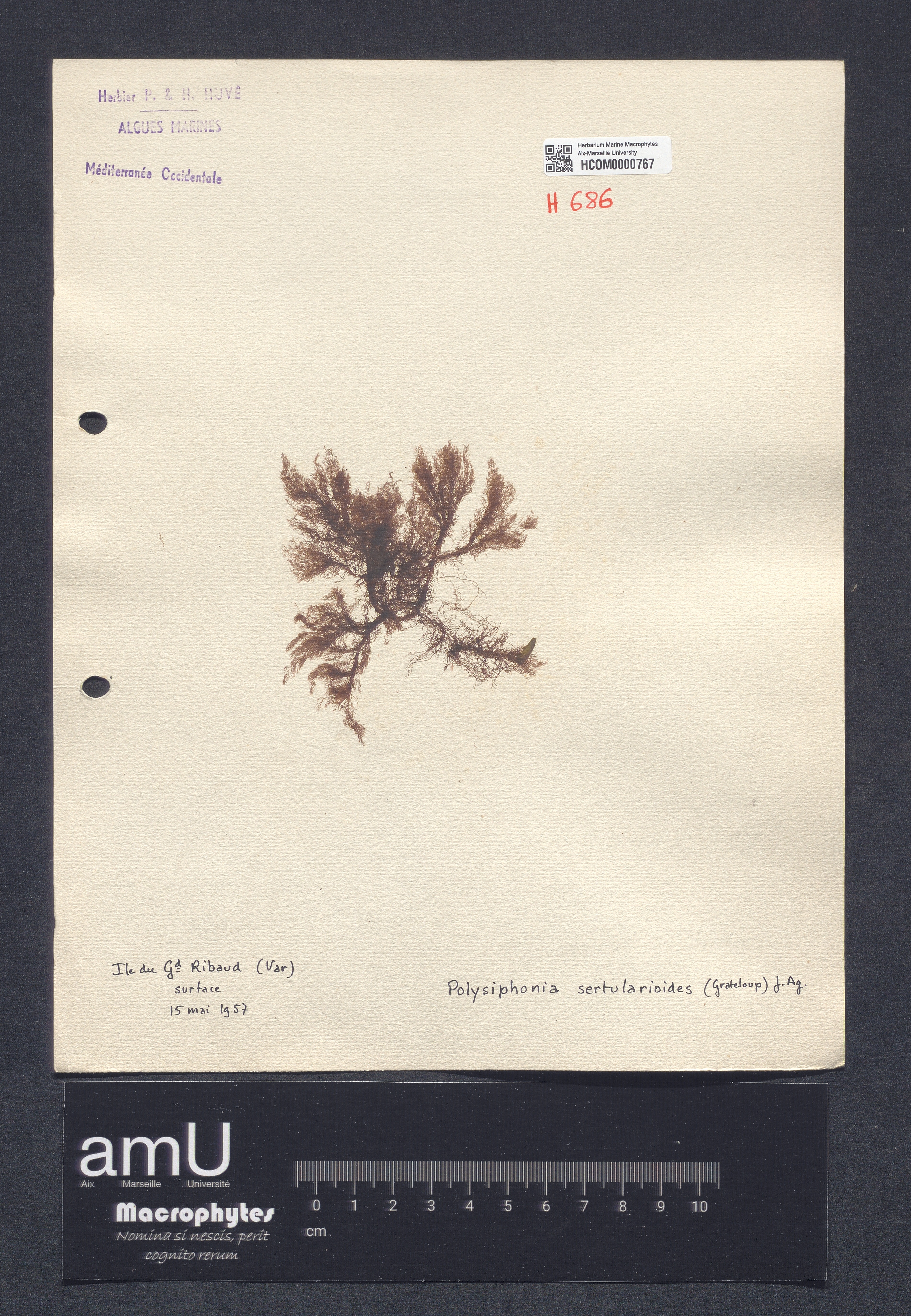Polysiphonia sertularioides specimen