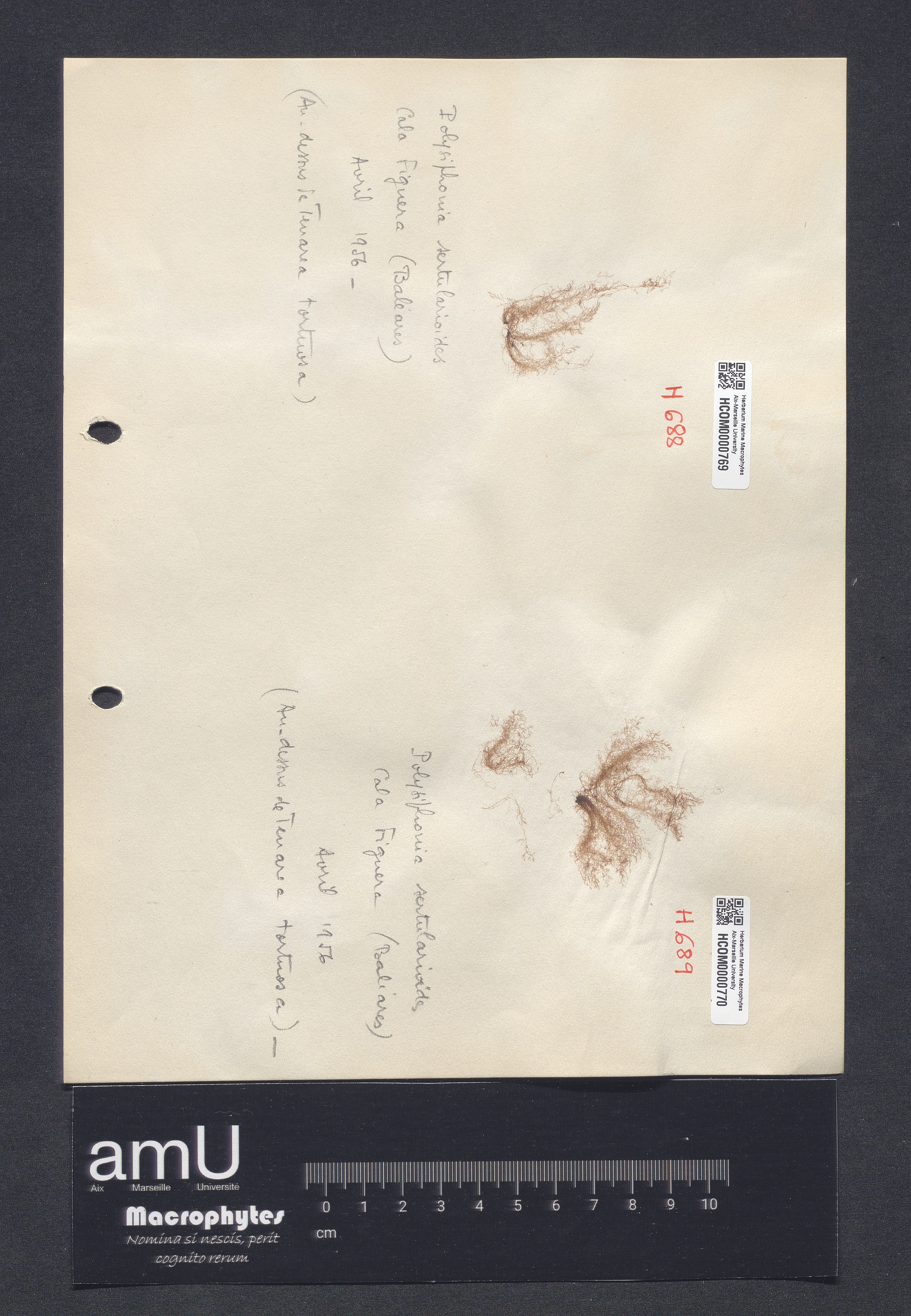 Polysiphonia sertularioides specimen